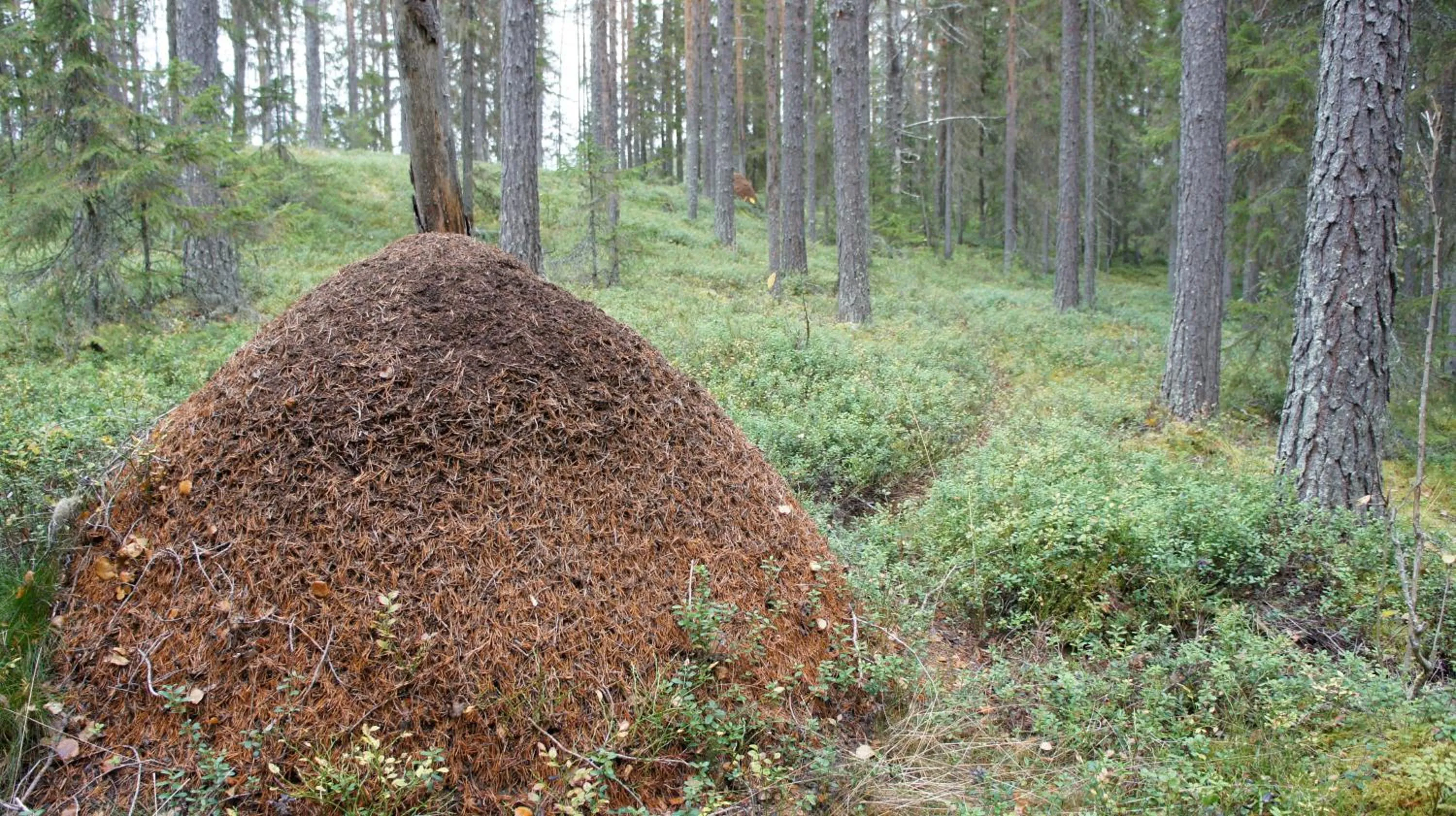 Other in Hotell Vindelngallerian