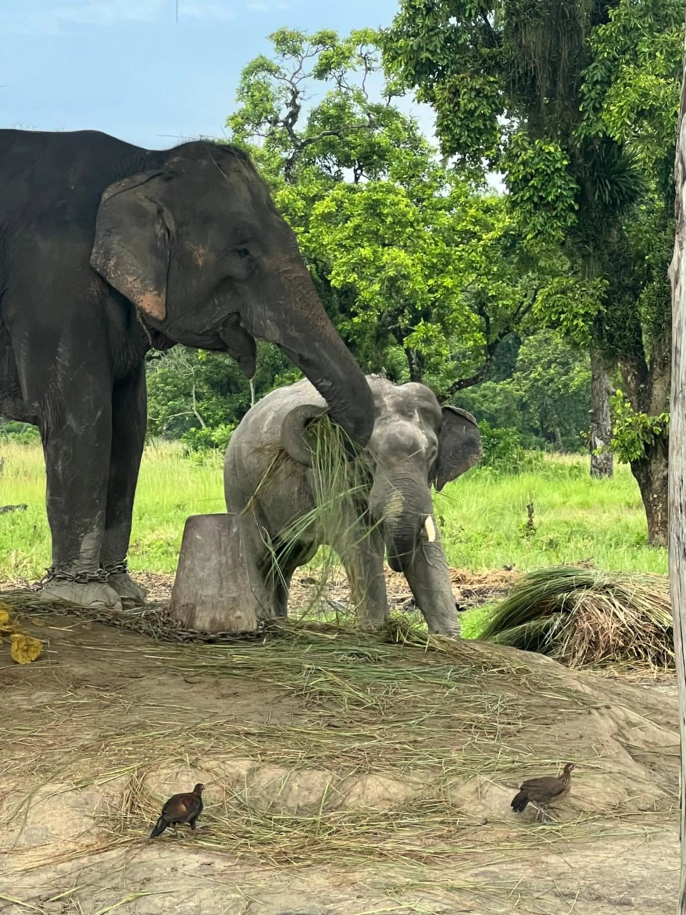 Animals in Hotel Chitwan Park Village