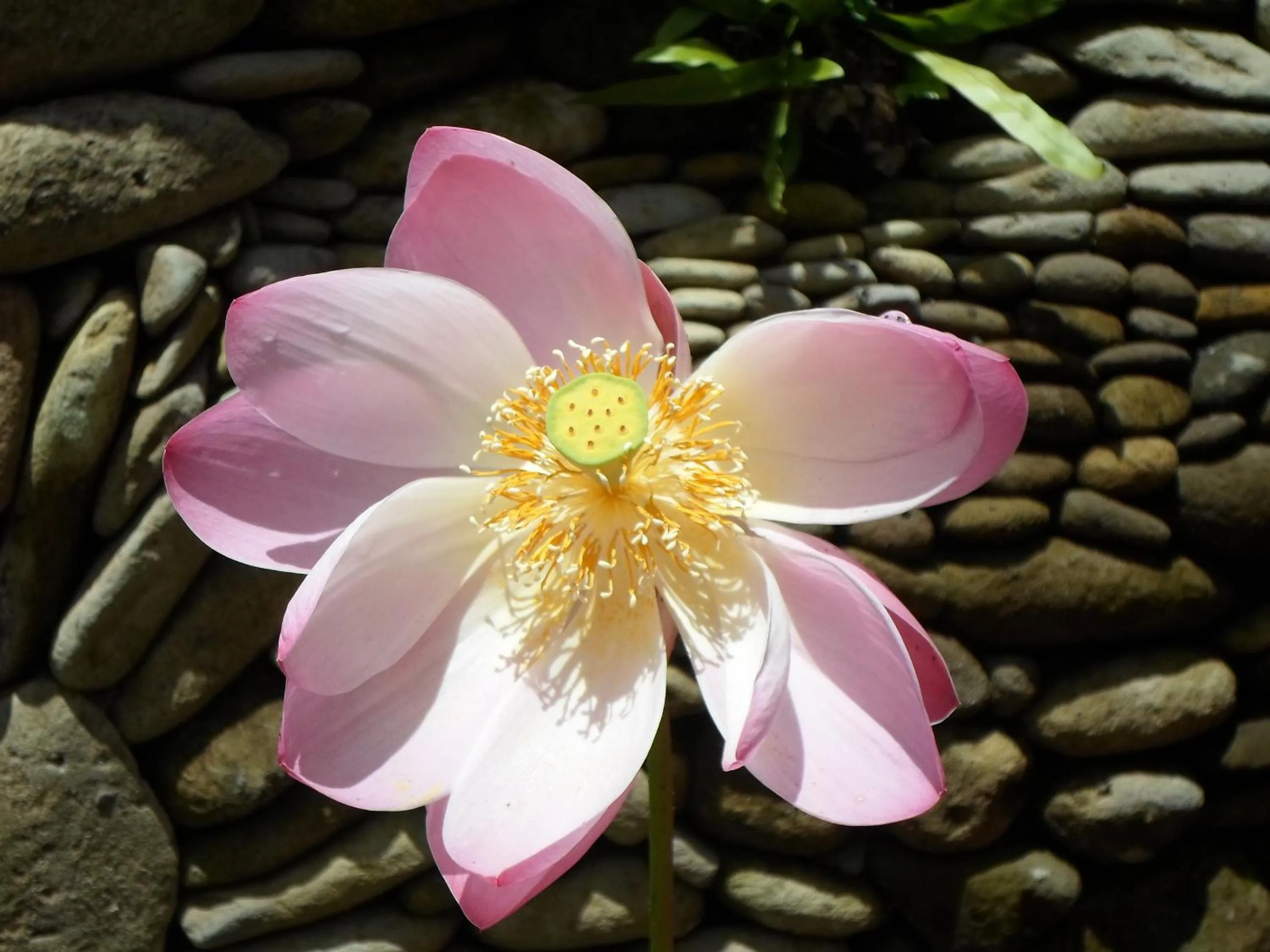 Garden in Lily Lane Villas