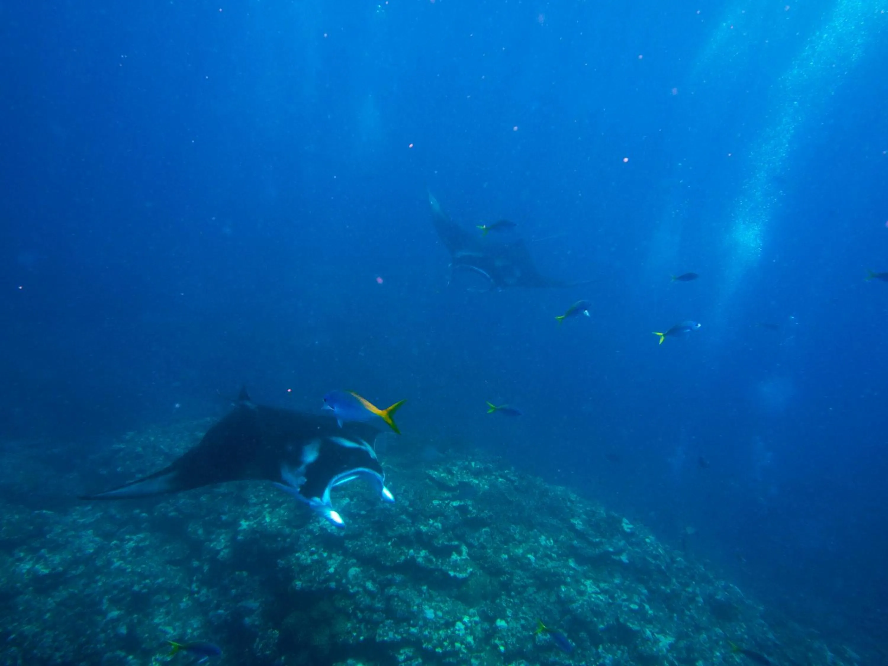 Activities in Ishigaki Seaside Hotel