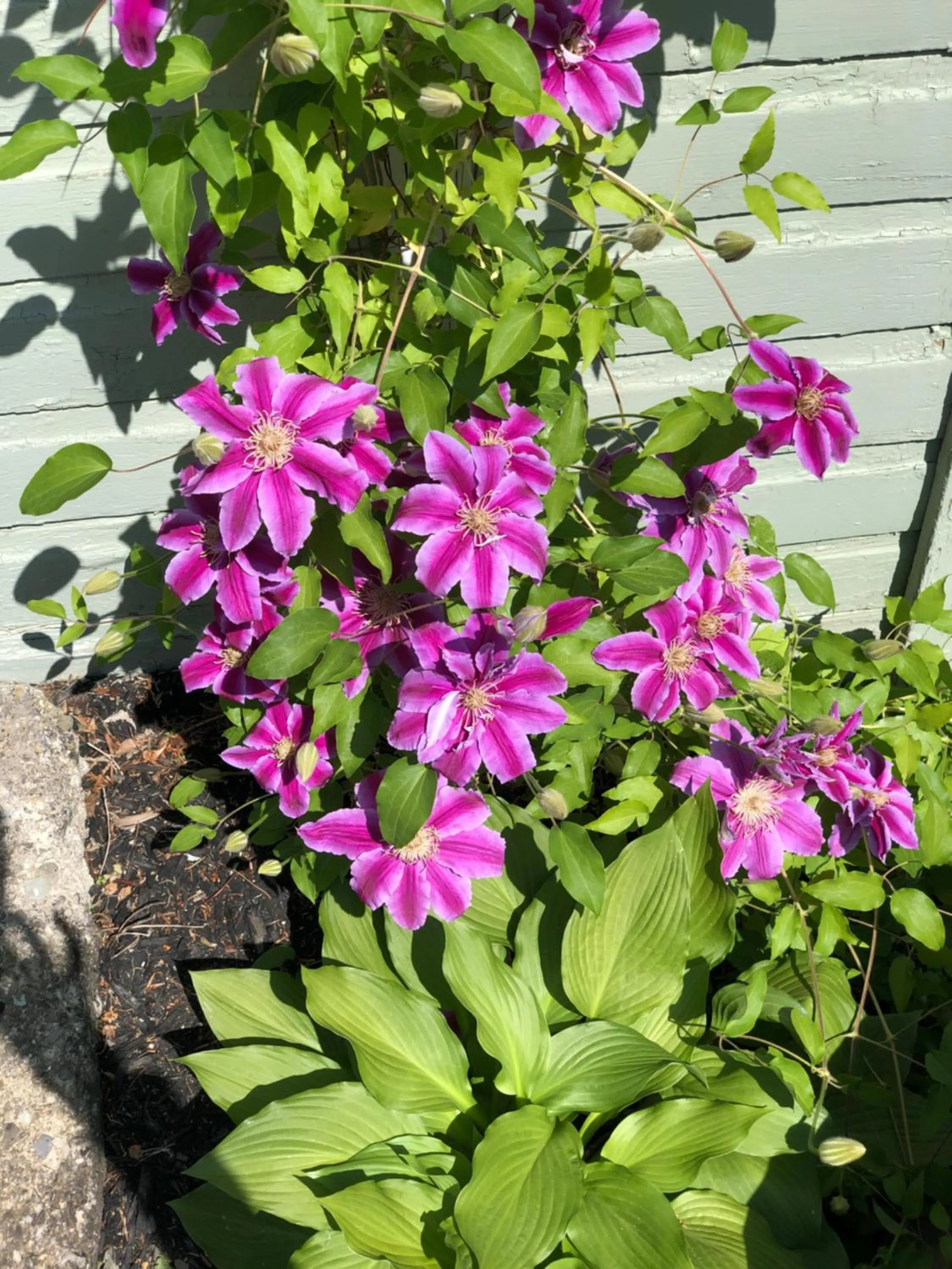 Garden in 18 Vine Inn & Carriage House