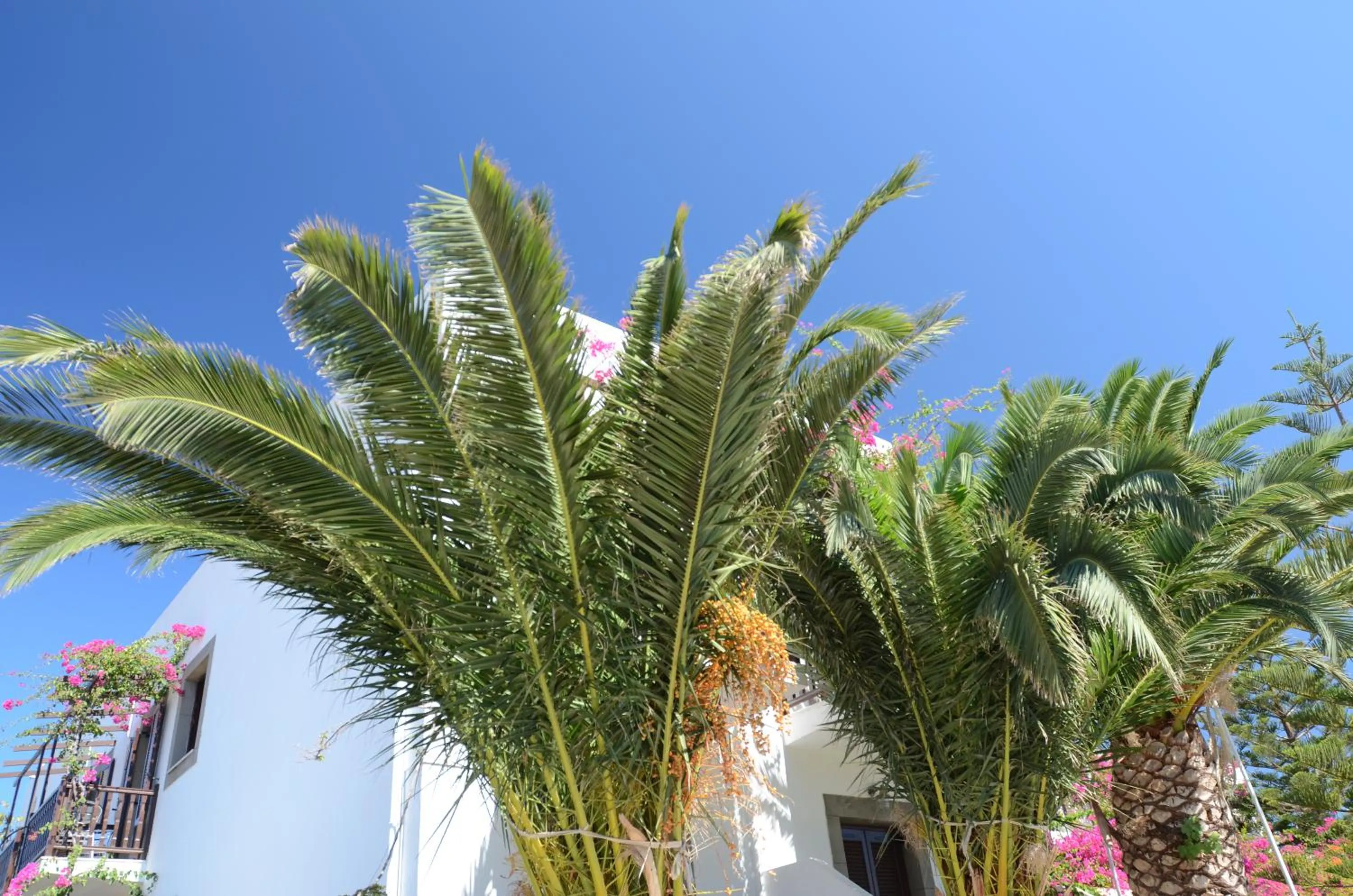 Garden in Asteri Hotel