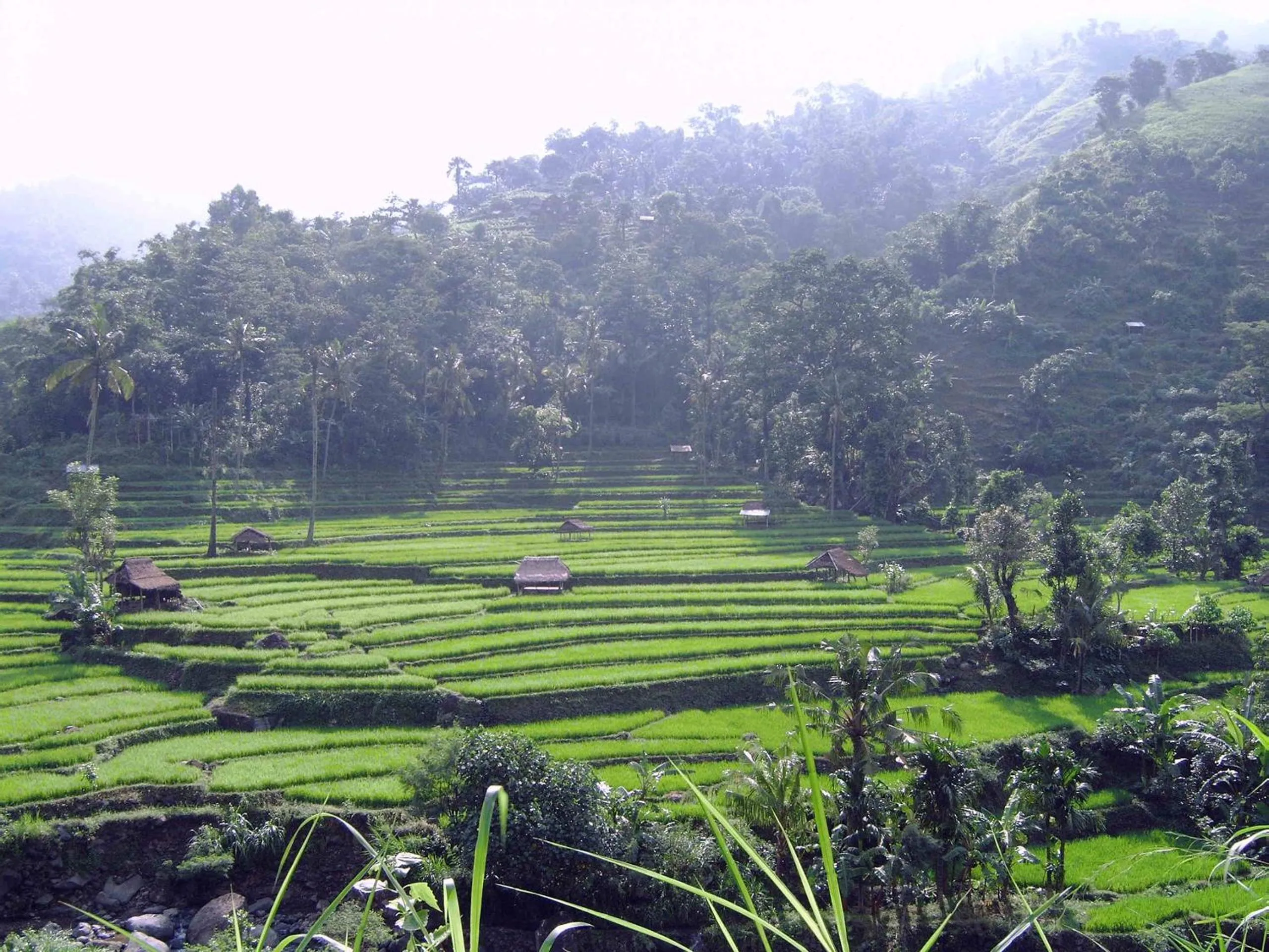 Natural landscape in Villa Arjuna