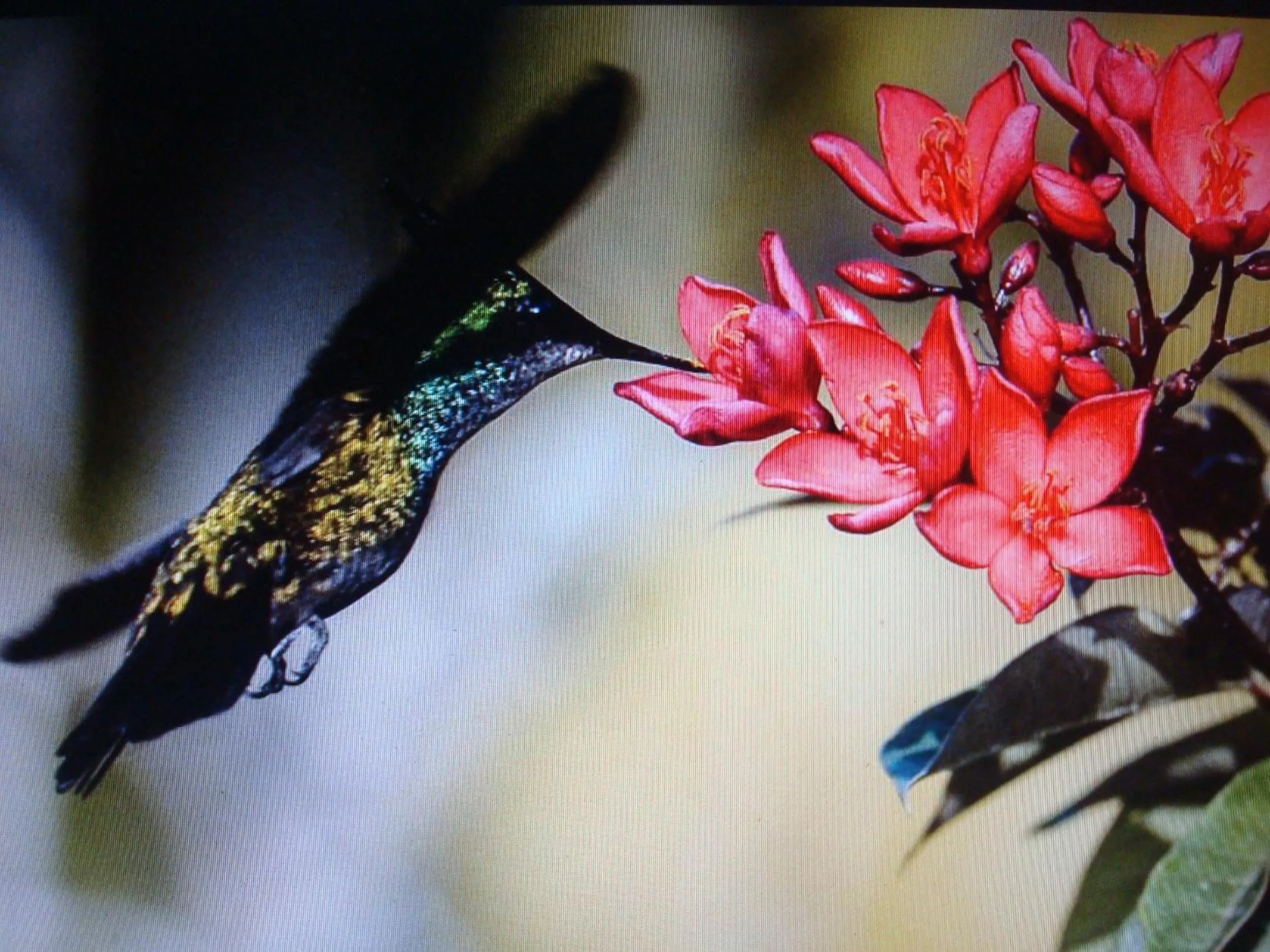 Animals in Villa Arjuna