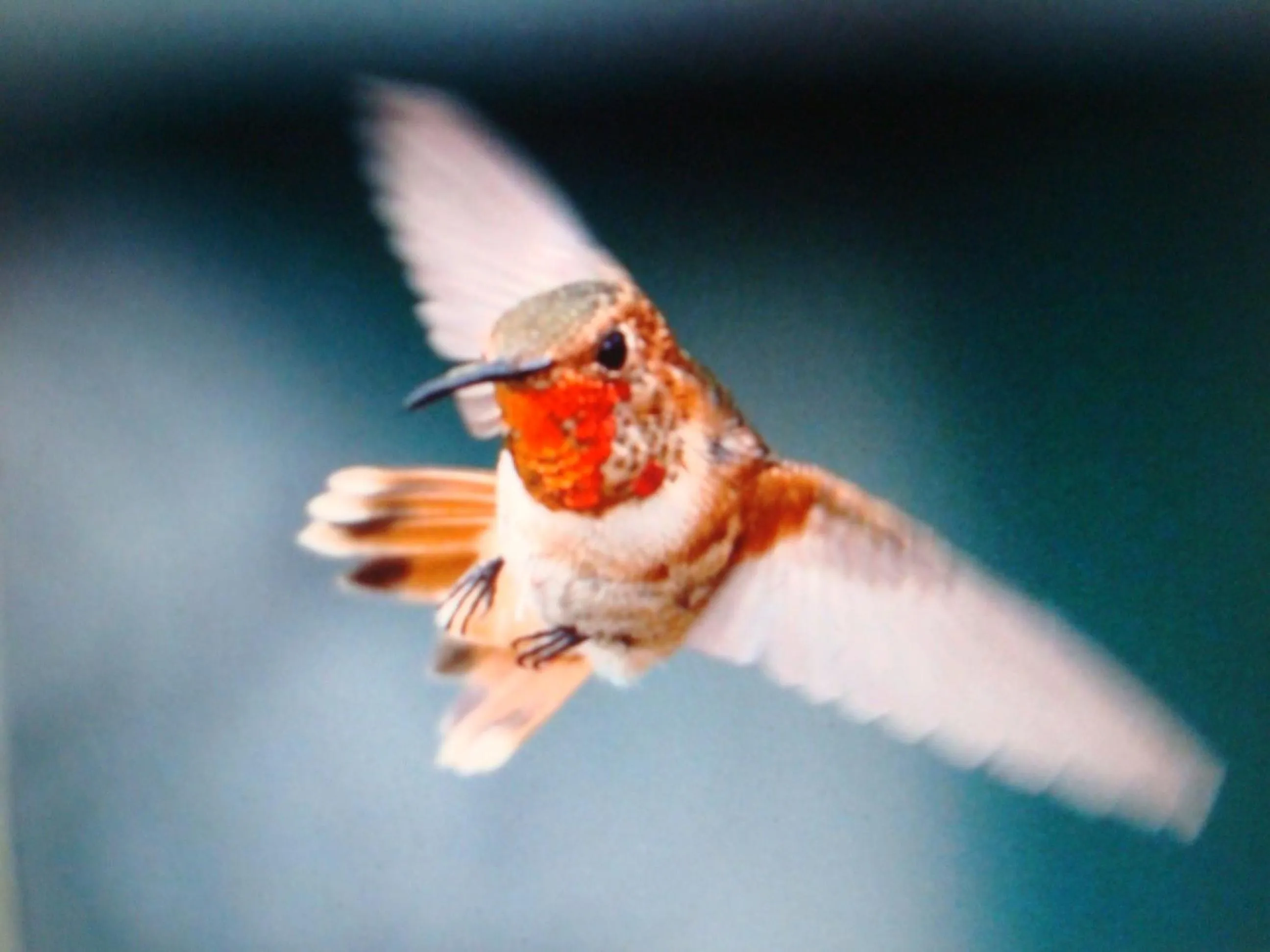 Animals in Villa Arjuna