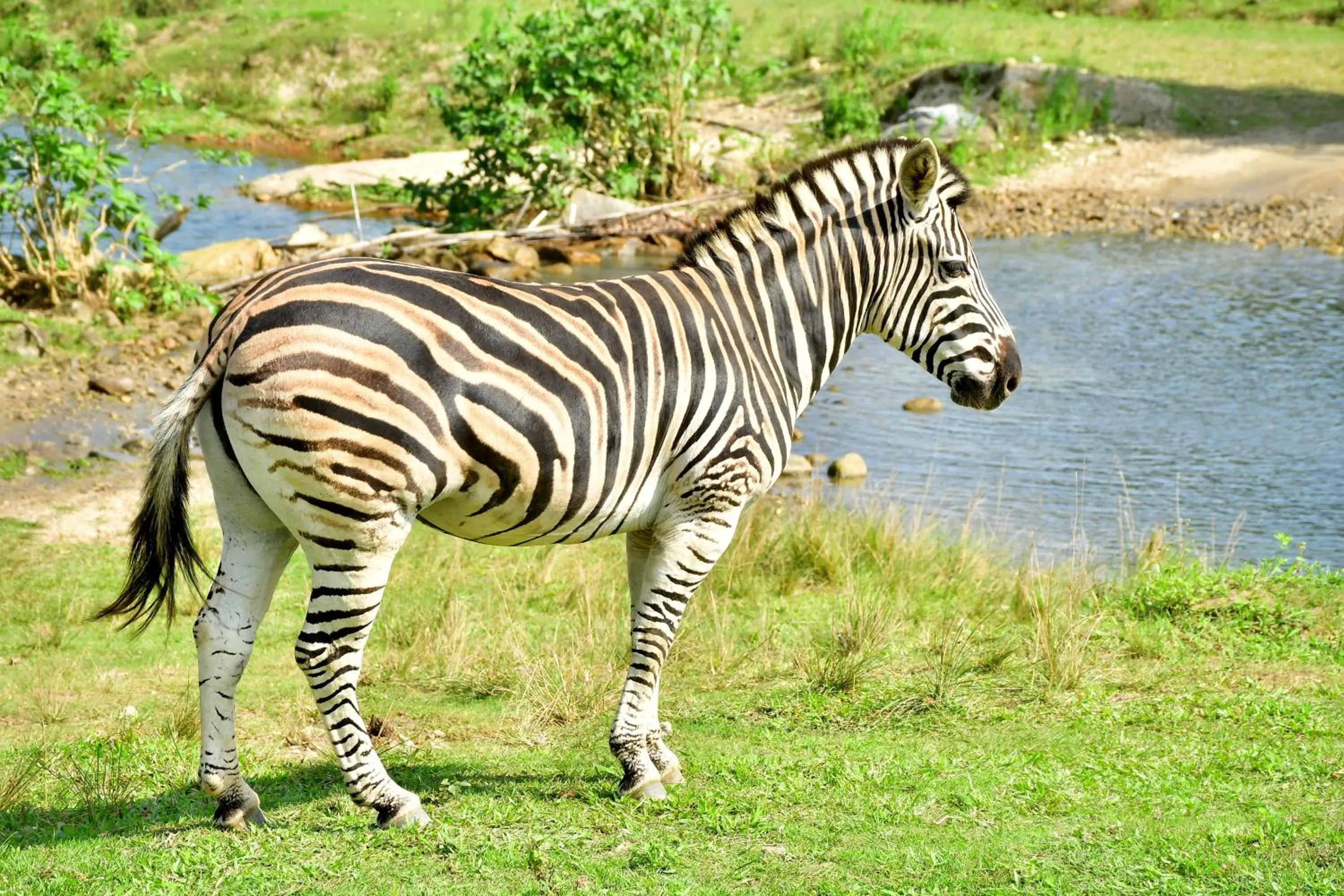 Natural landscape in Hotel Portobello Resort & Safari