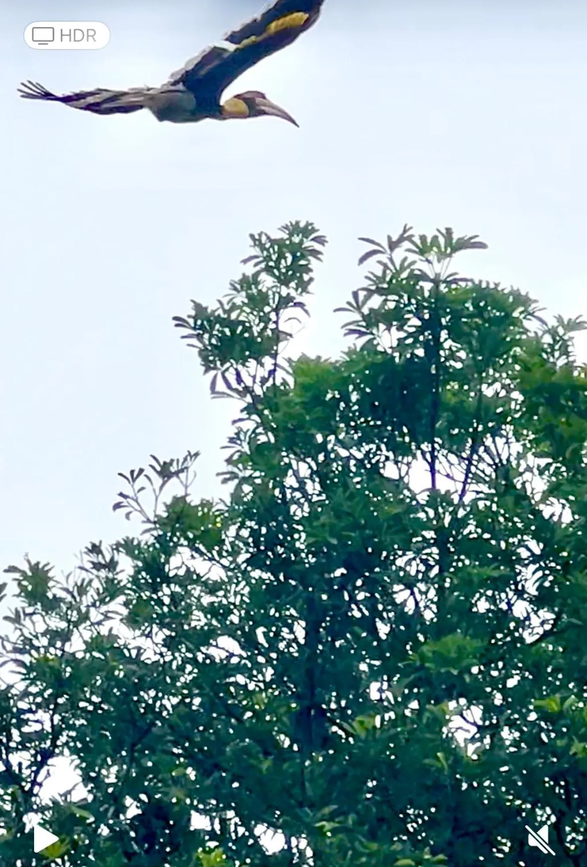 Garden in Tropical Paradise Leelawadee Resort