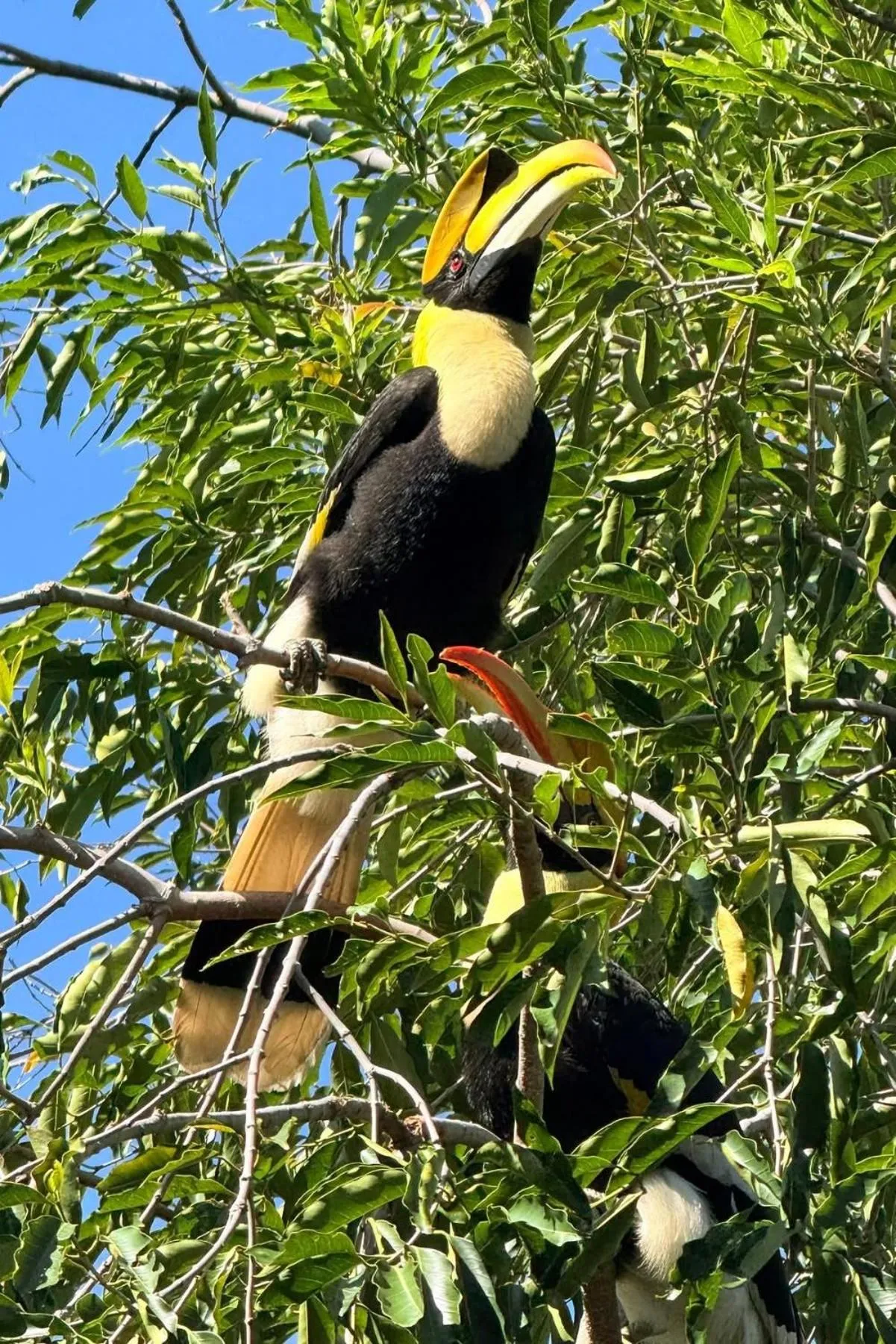Garden in Tropical Paradise Leelawadee Resort