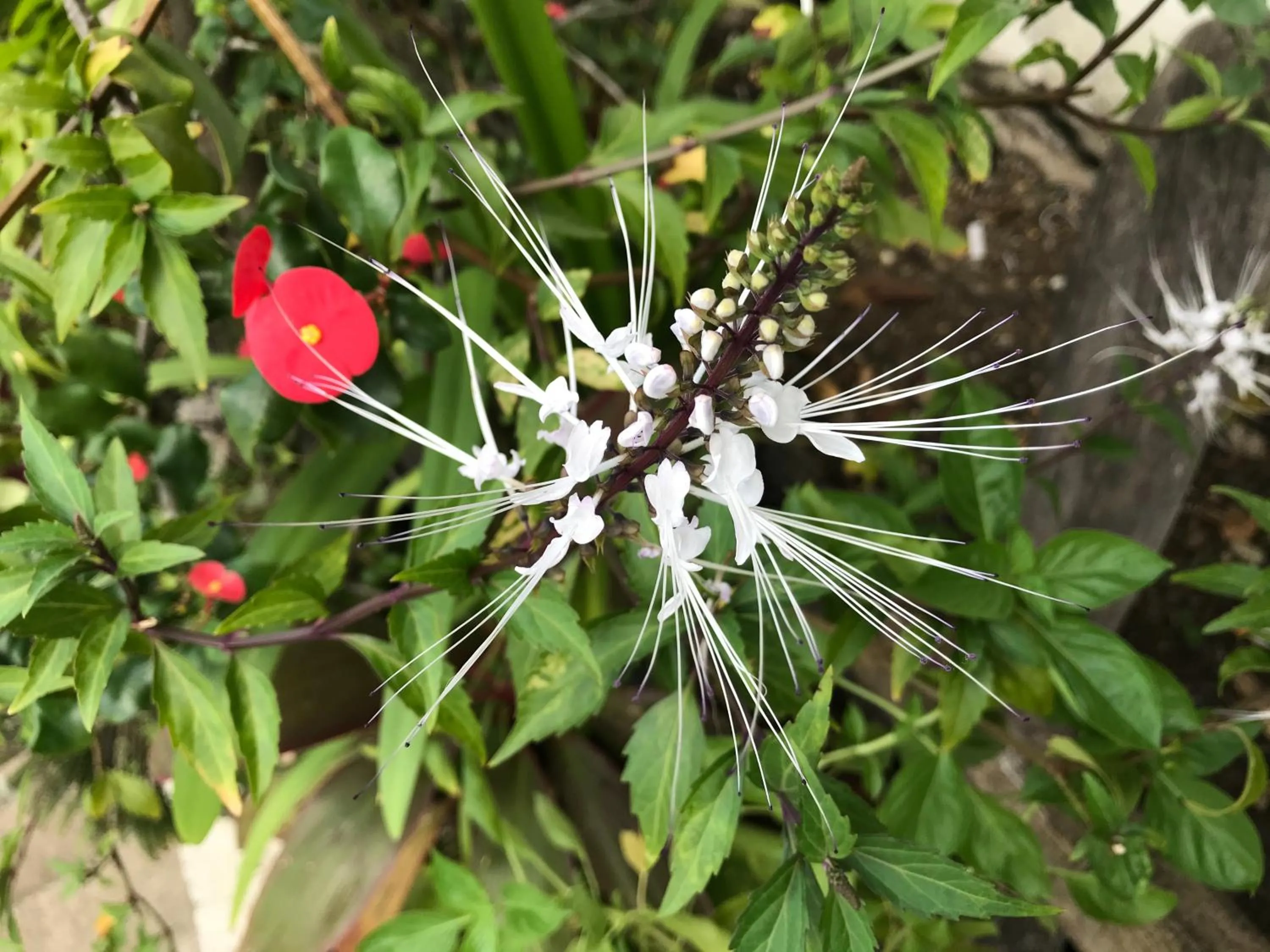 Decorative detail in Chambre d'hôte la Calebasse