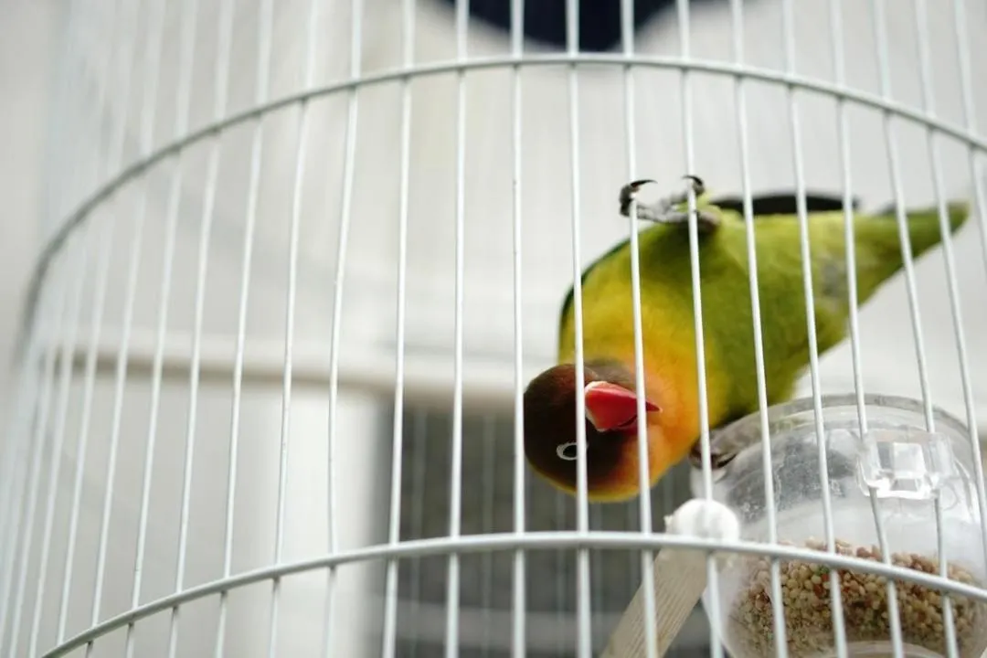 Pets in Kollektiv Hotel