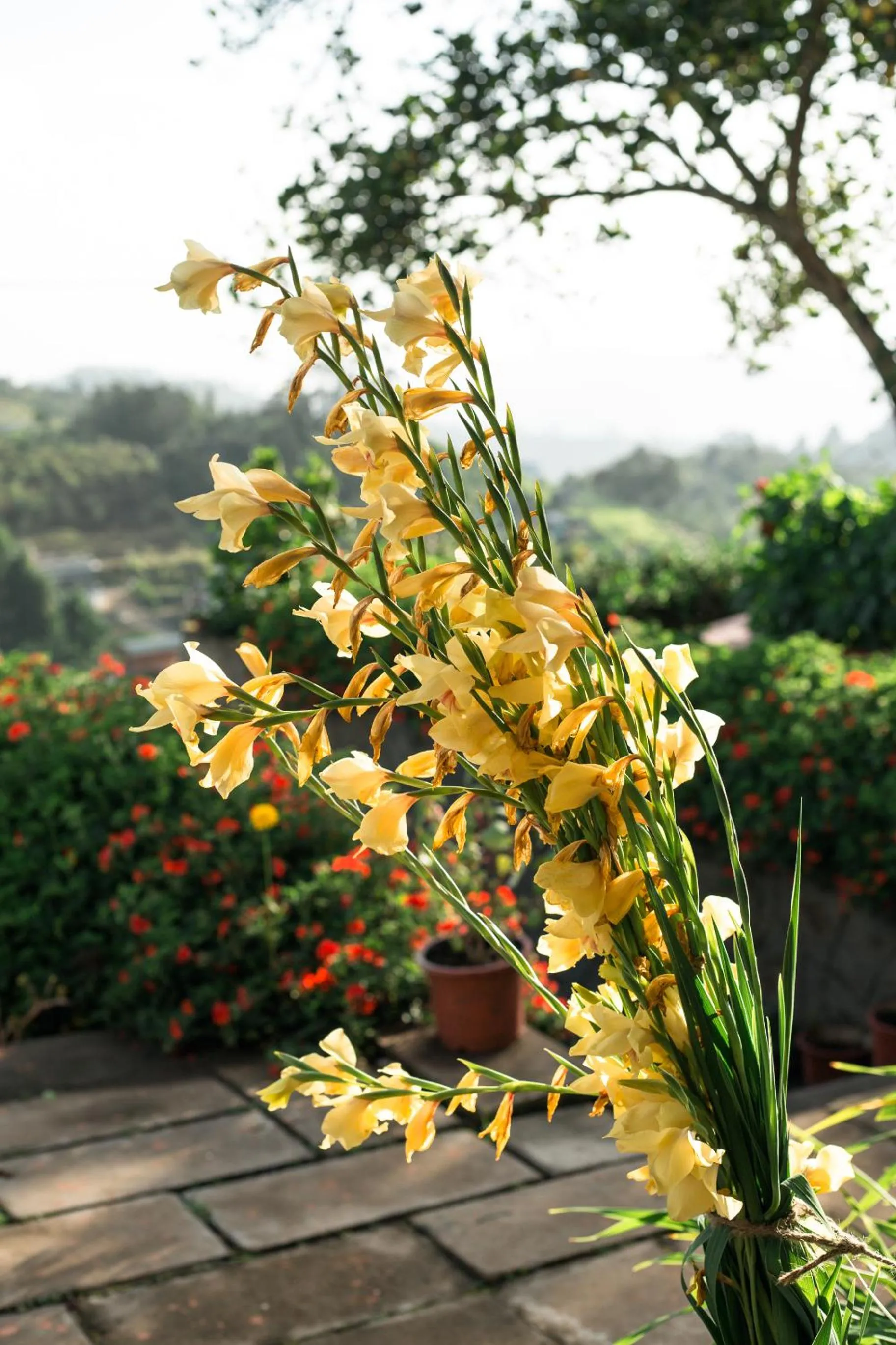 Garden in The Xanadu Birkenhead