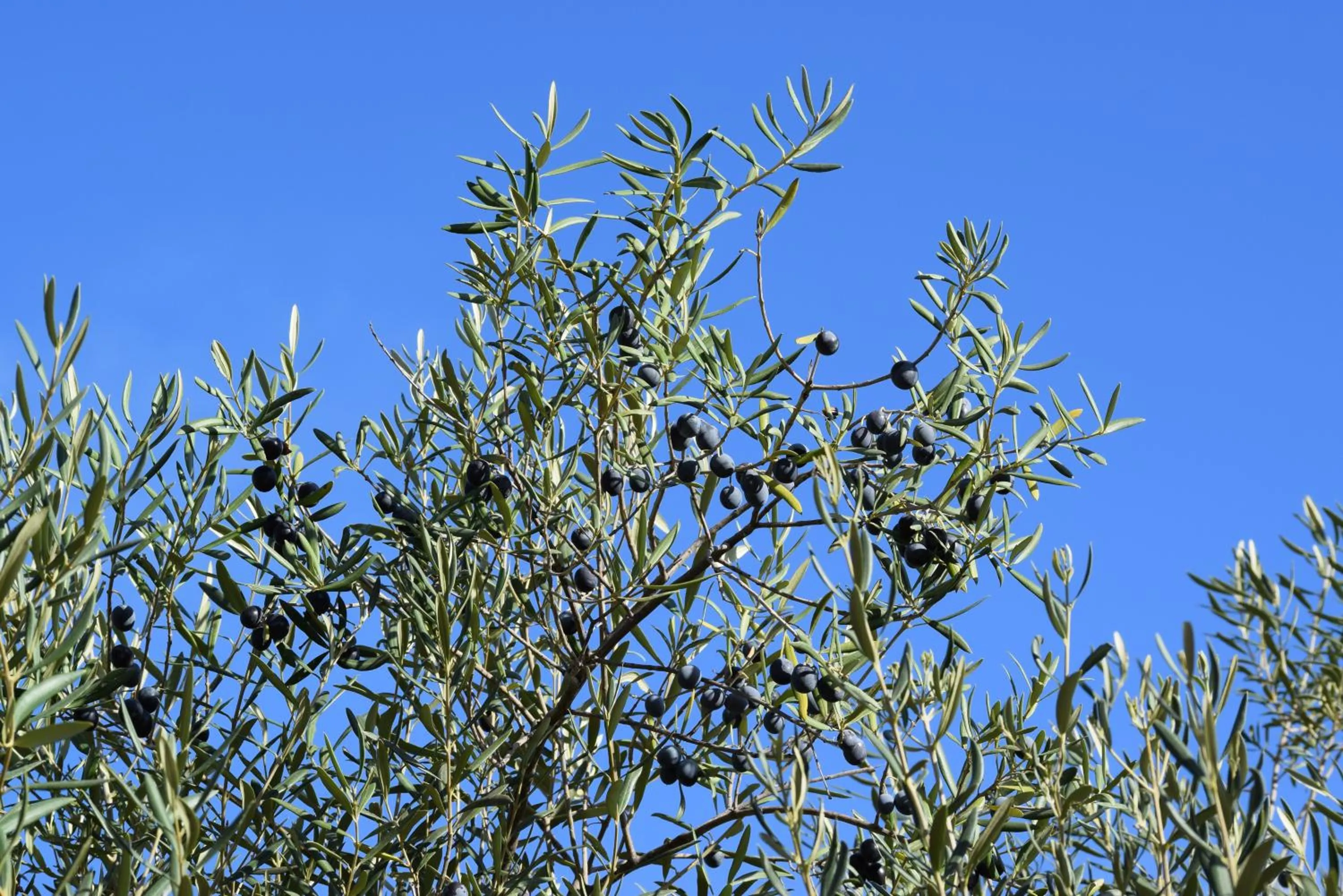 Natural landscape in B&B Casa El Corasueño