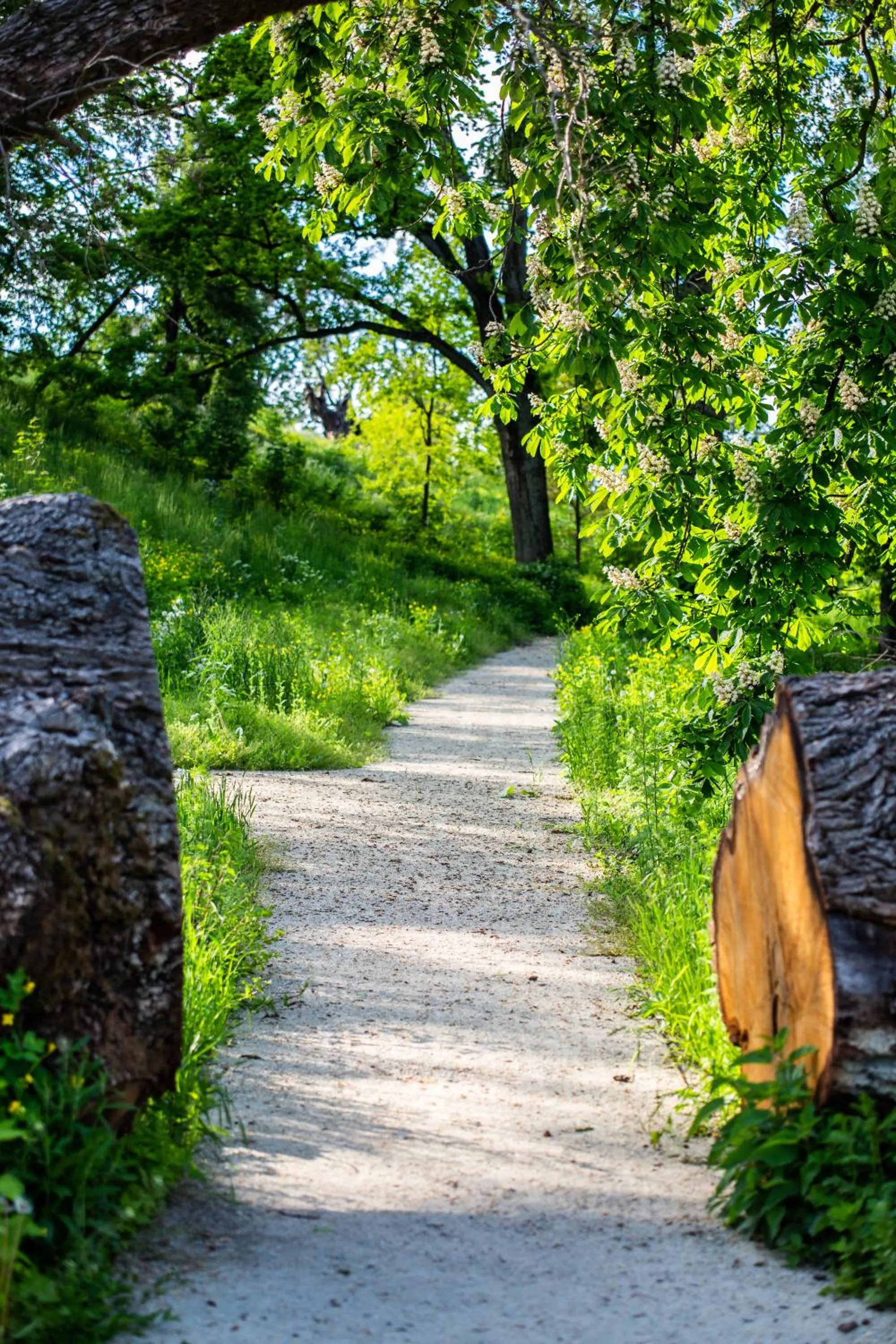 Garden in Pałac Komierowo
