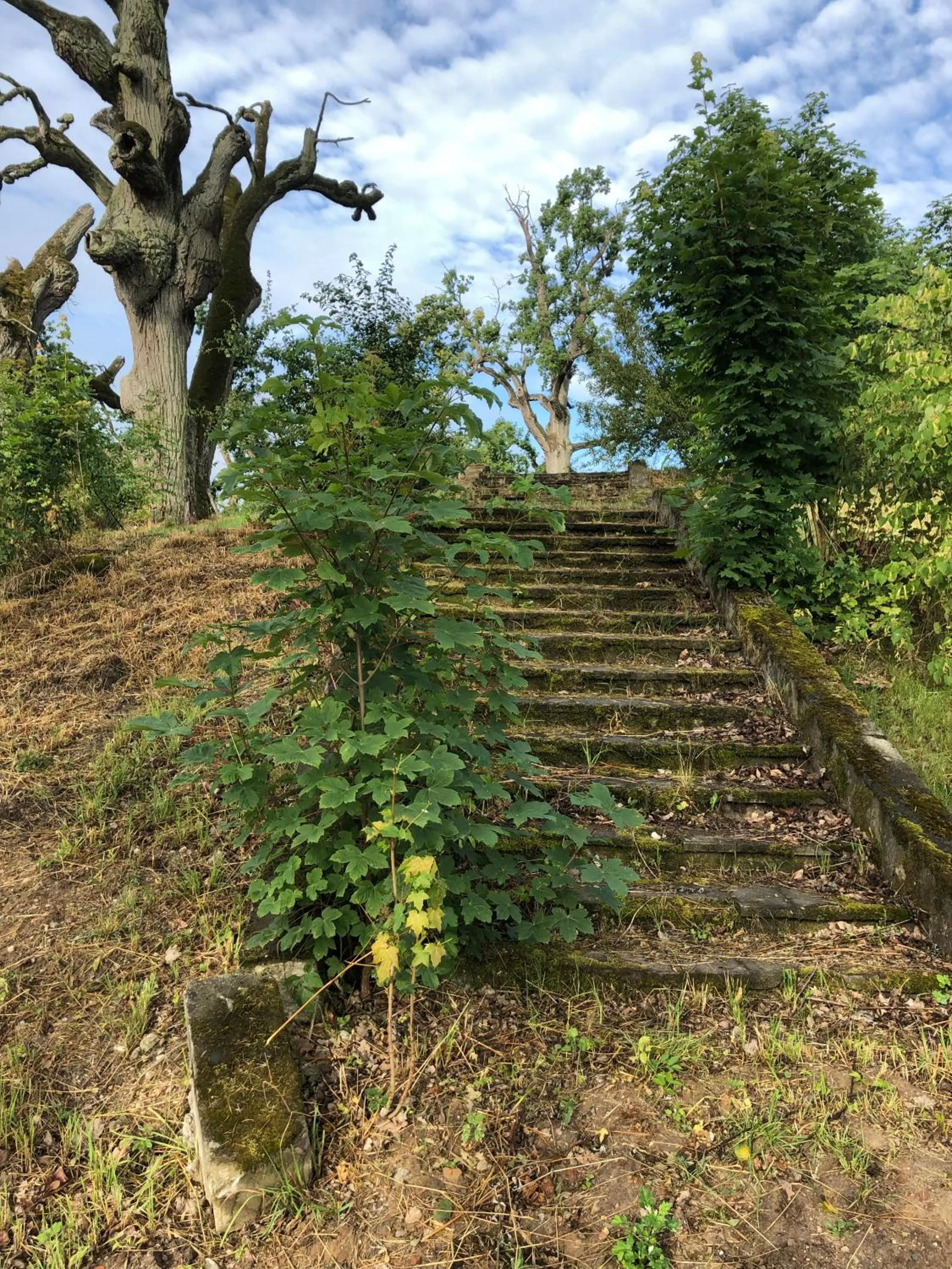 Garden in Pałac Komierowo