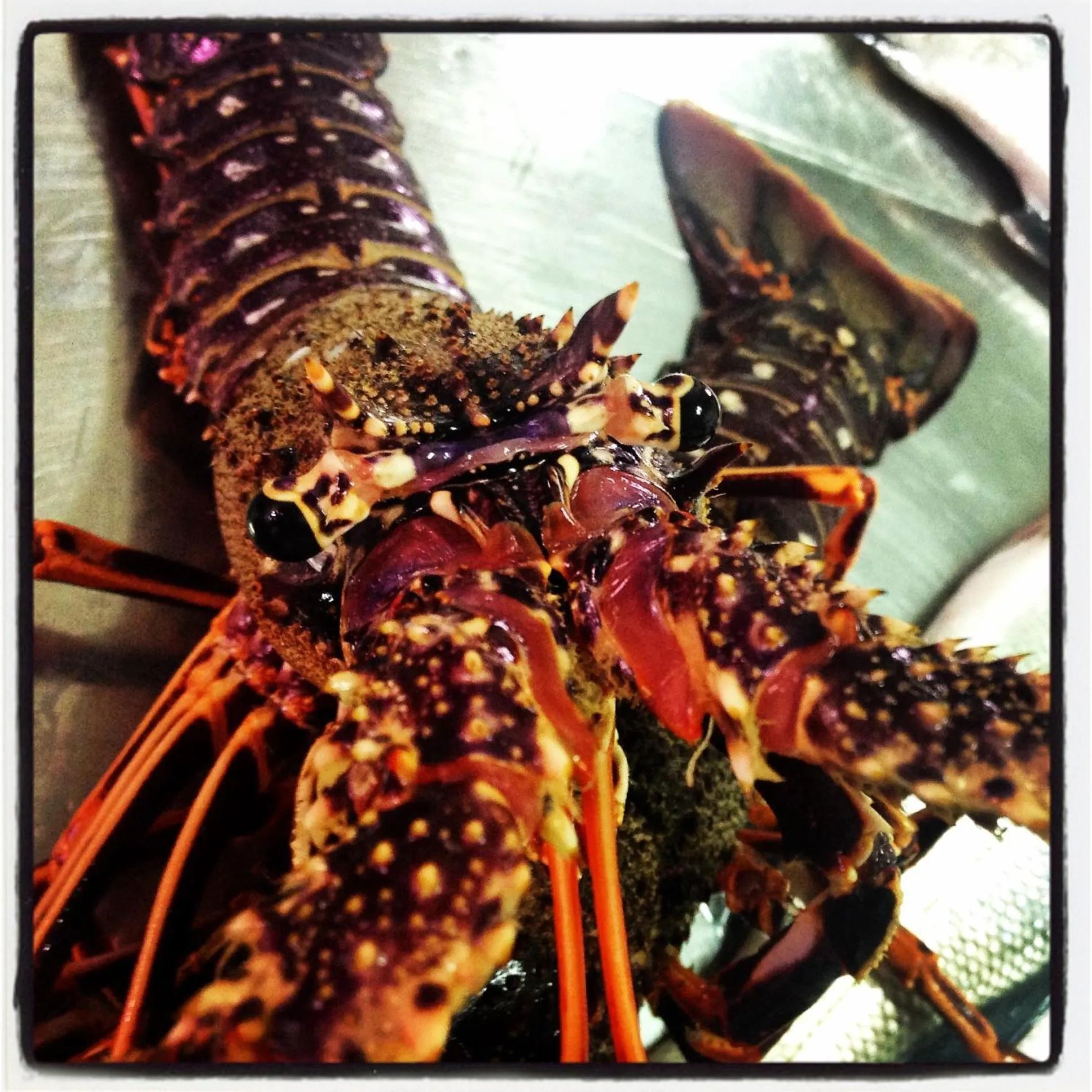 Food in Residence Le 4 Stagioni