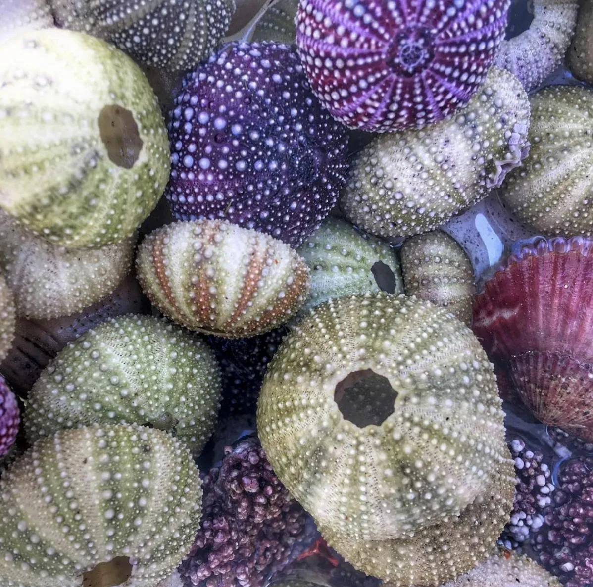 Catogården - Boutique Home & Activity Centre