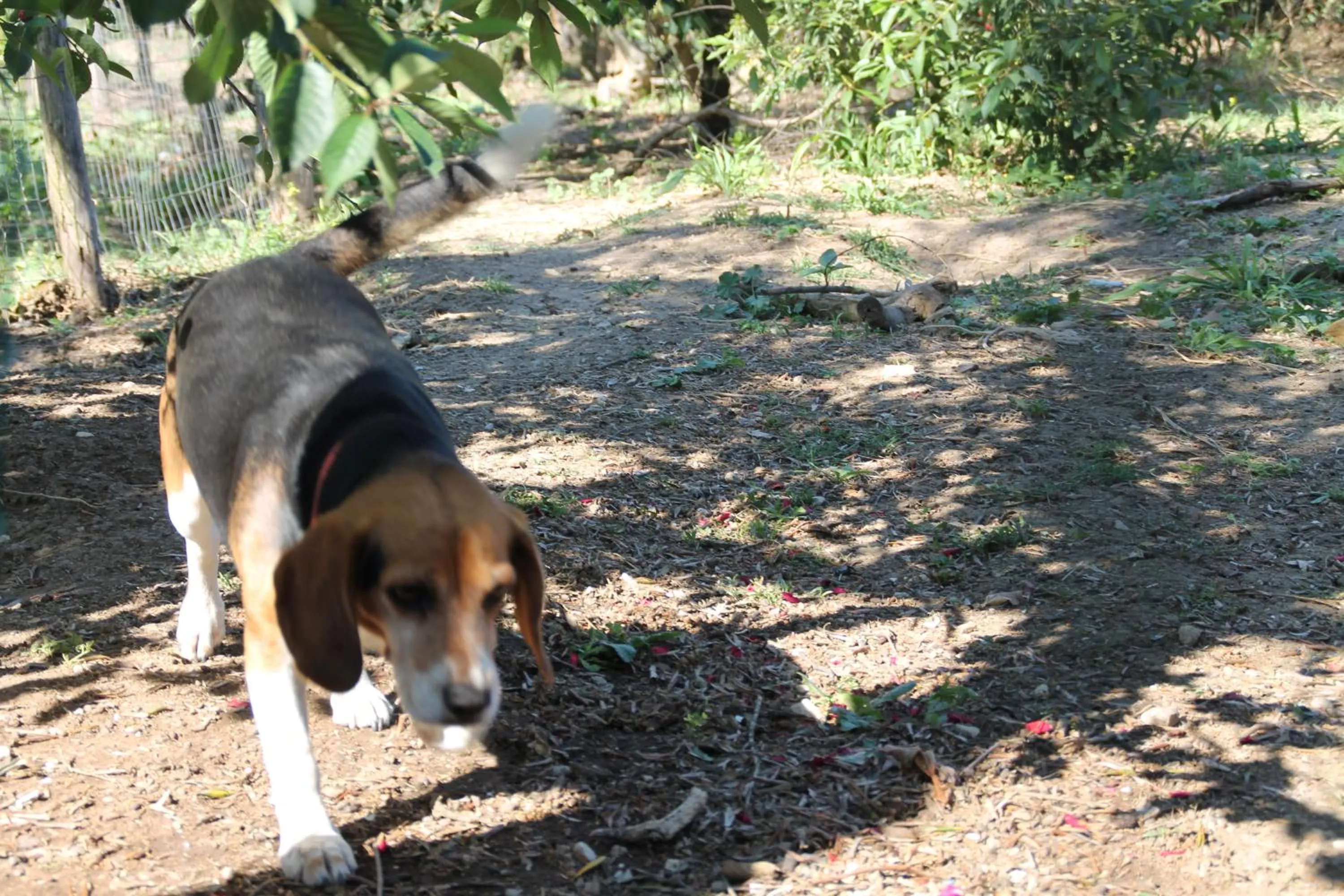 Pets in Agriturismo Piccolo Paradiso