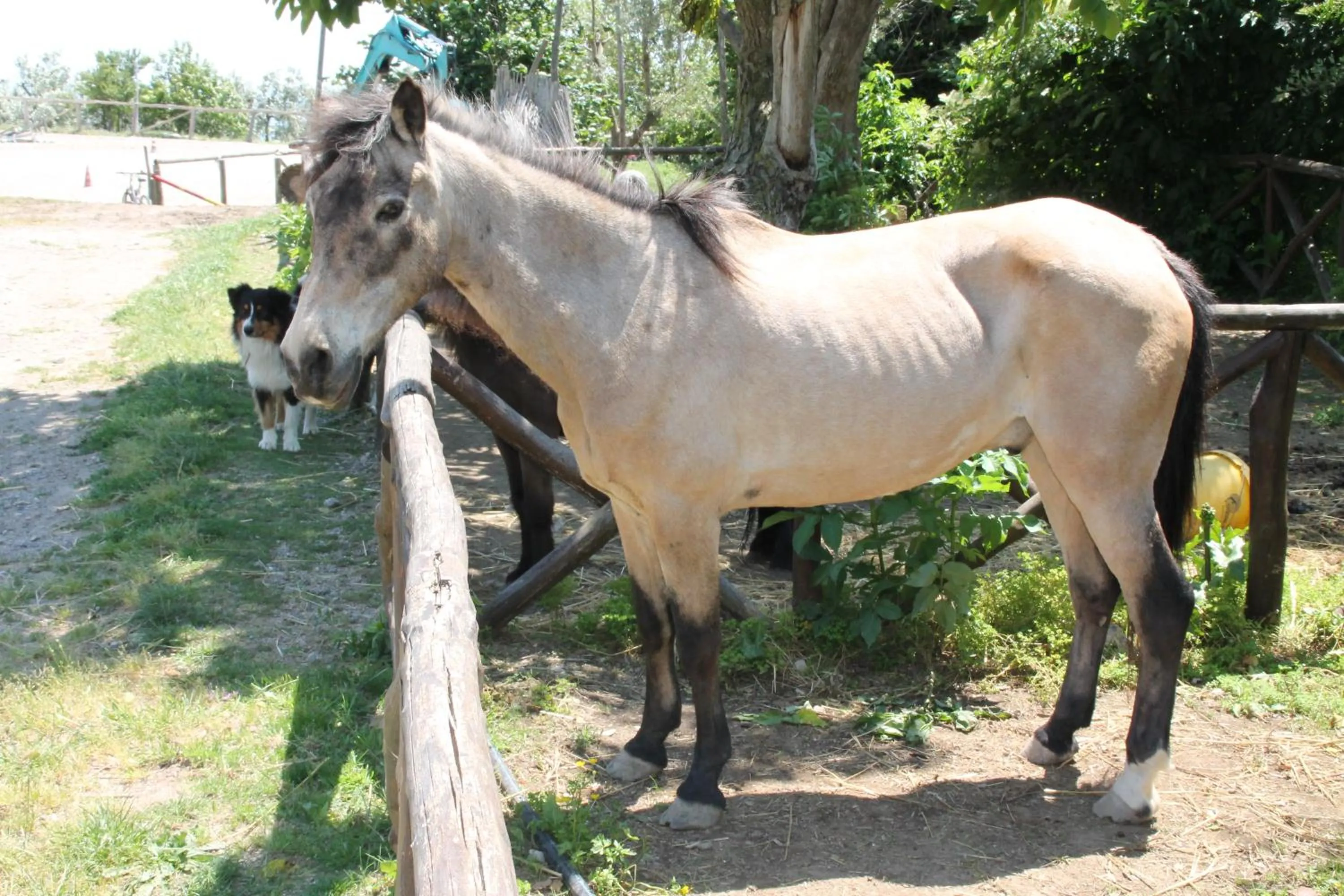 Day in Agriturismo Piccolo Paradiso