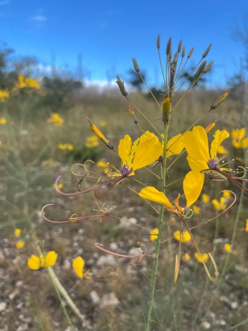 Sasa Safari Camp & Tours