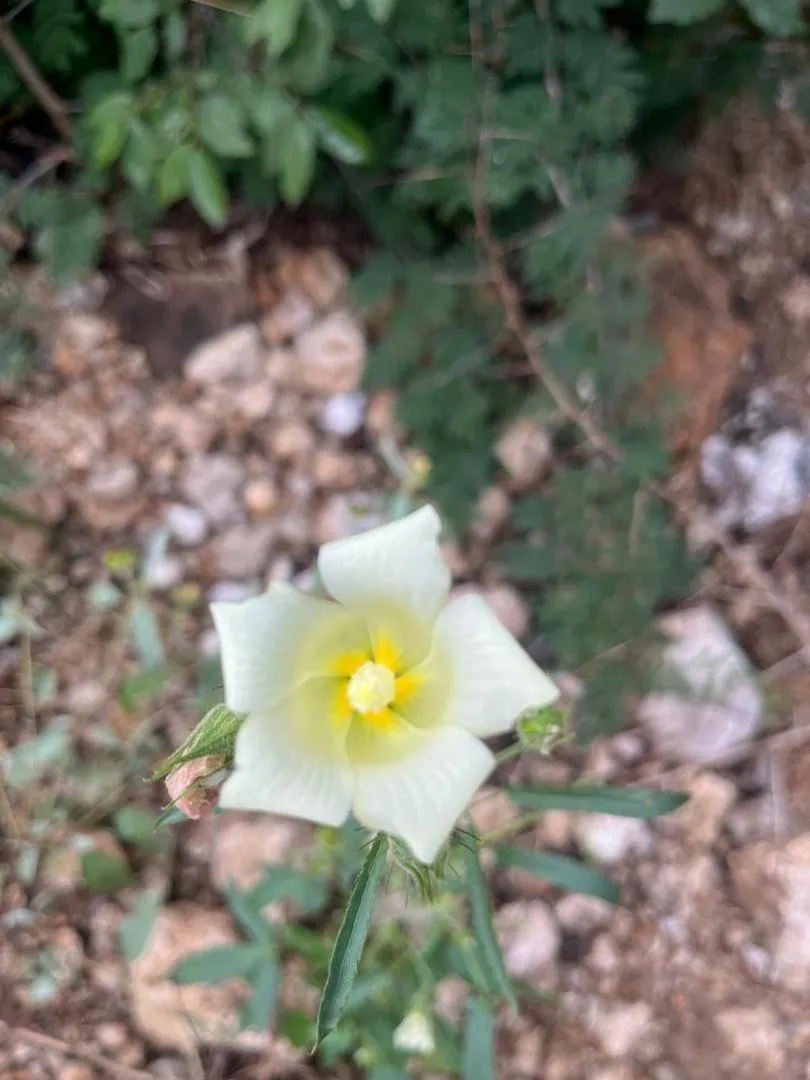 Sasa Safari Camp & Tours