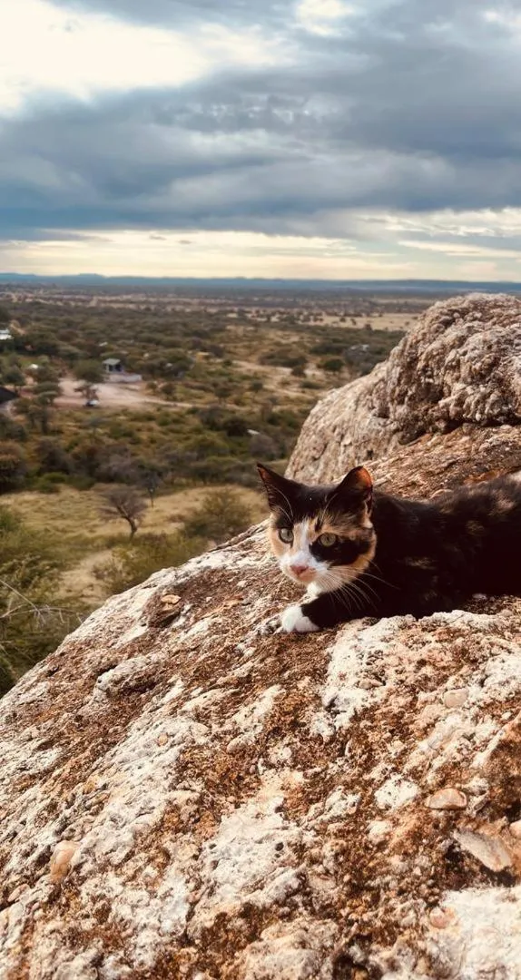 Sasa Safari Camp & Tours