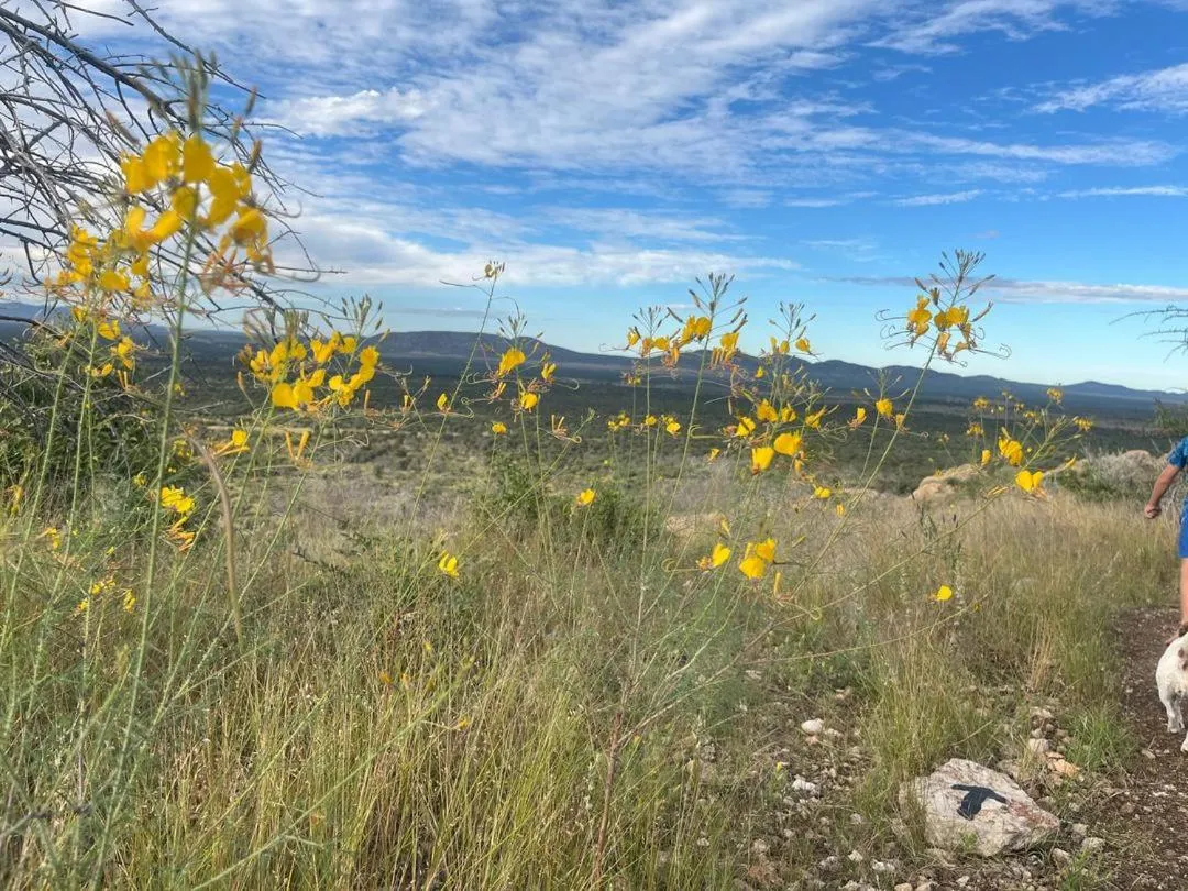 Sasa Safari Camp & Tours