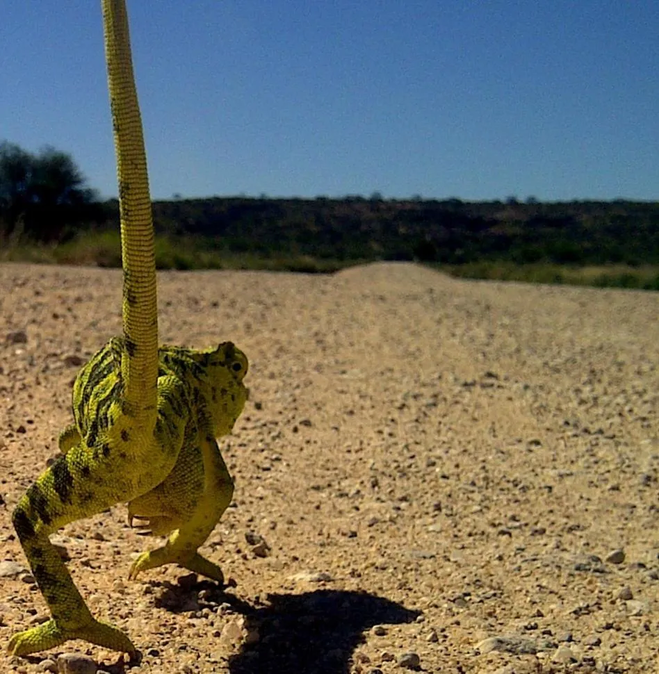 Other in Sasa Safari Camp & Tours