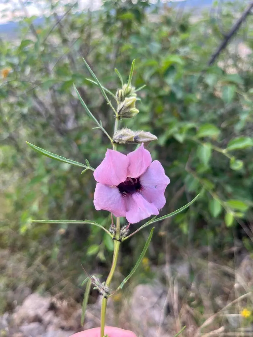 Sasa Safari Camp & Tours