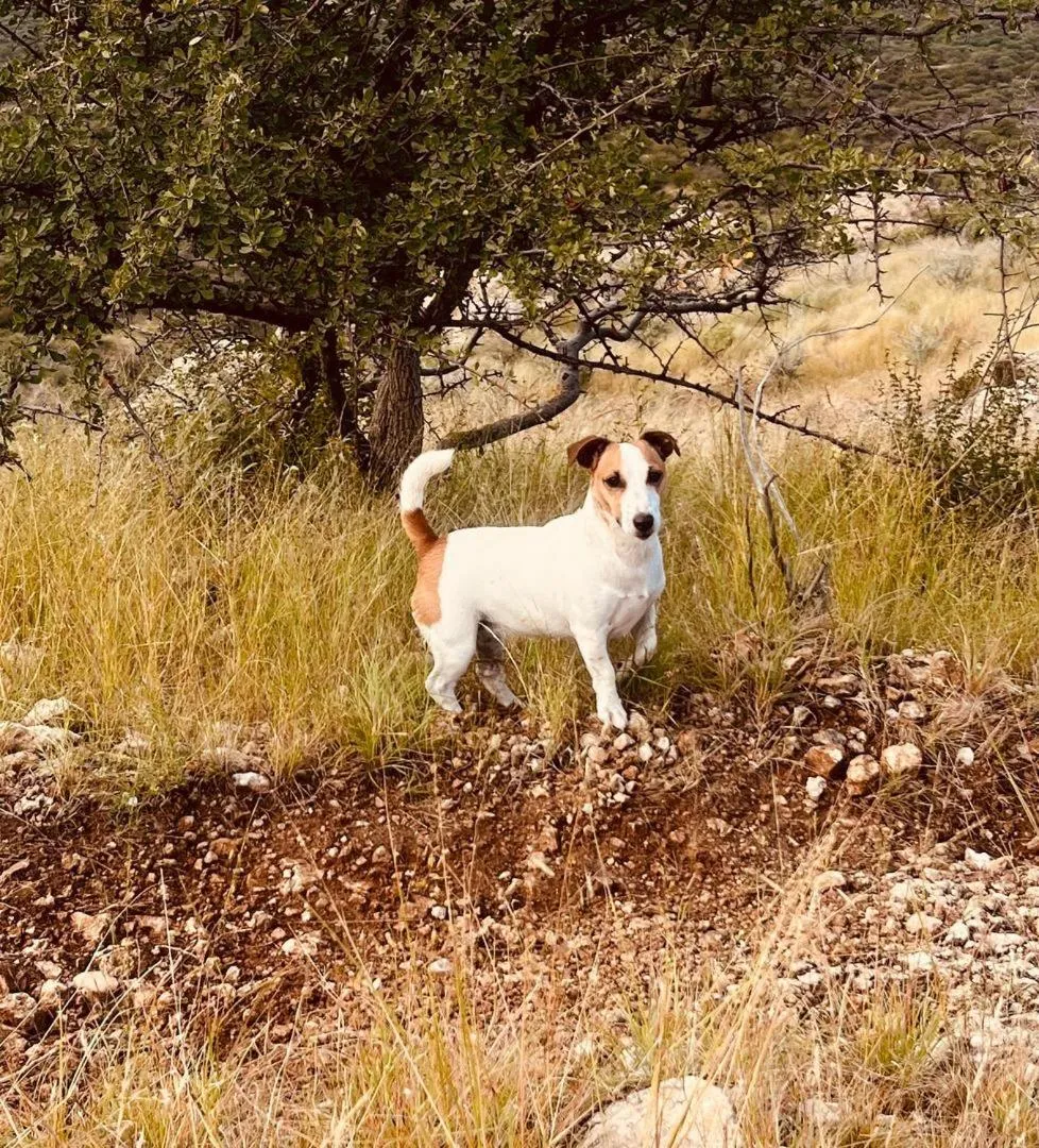 Sasa Safari Camp & Tours