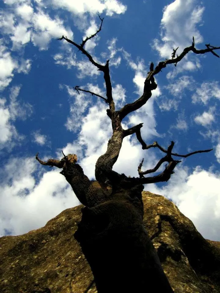 Other in Sasa Safari Camp & Tours