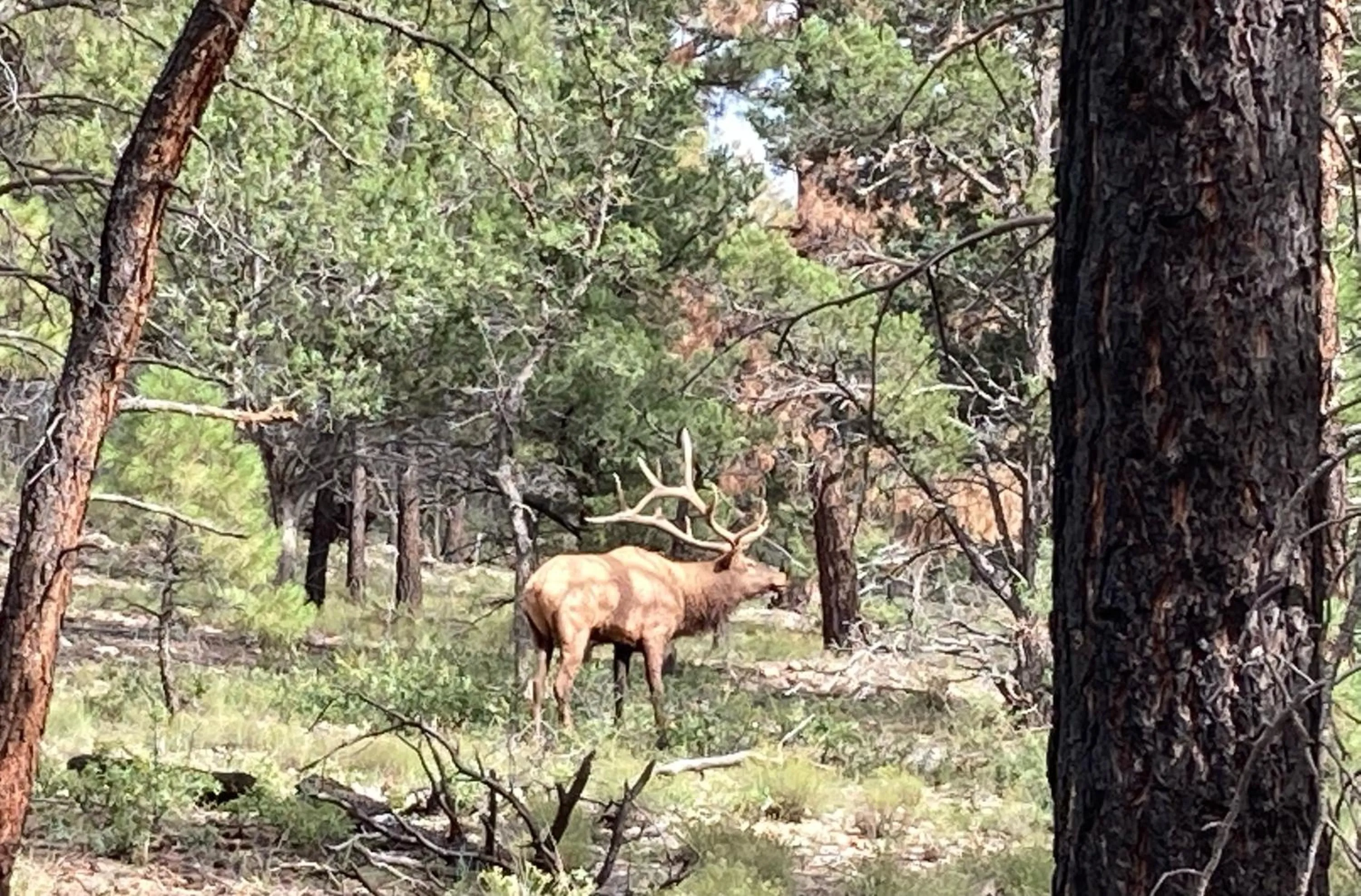 Animals in Sheridan House Inn- Adult Only Accommodation