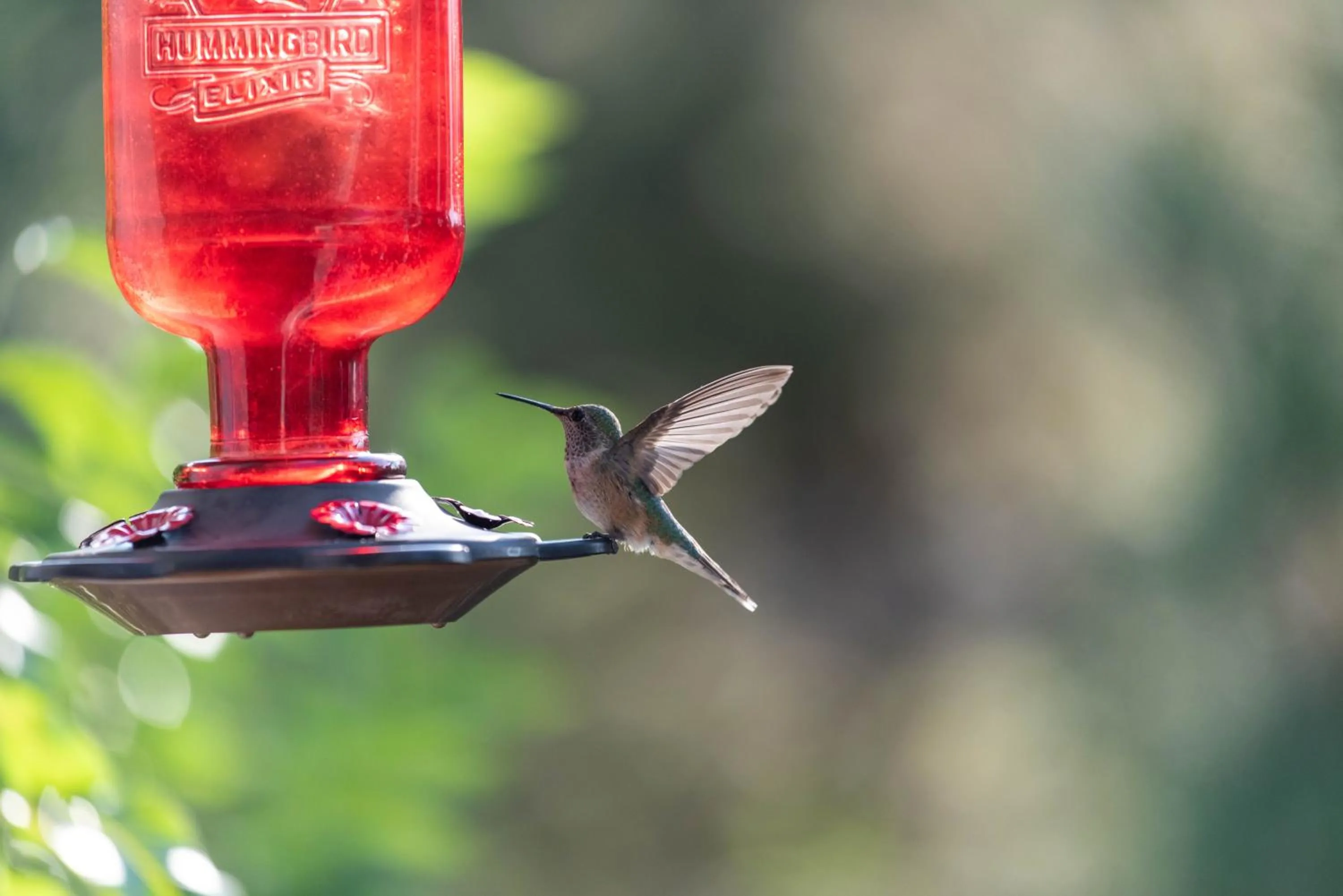 Animals in Sheridan House Inn- Adult Only Accommodation