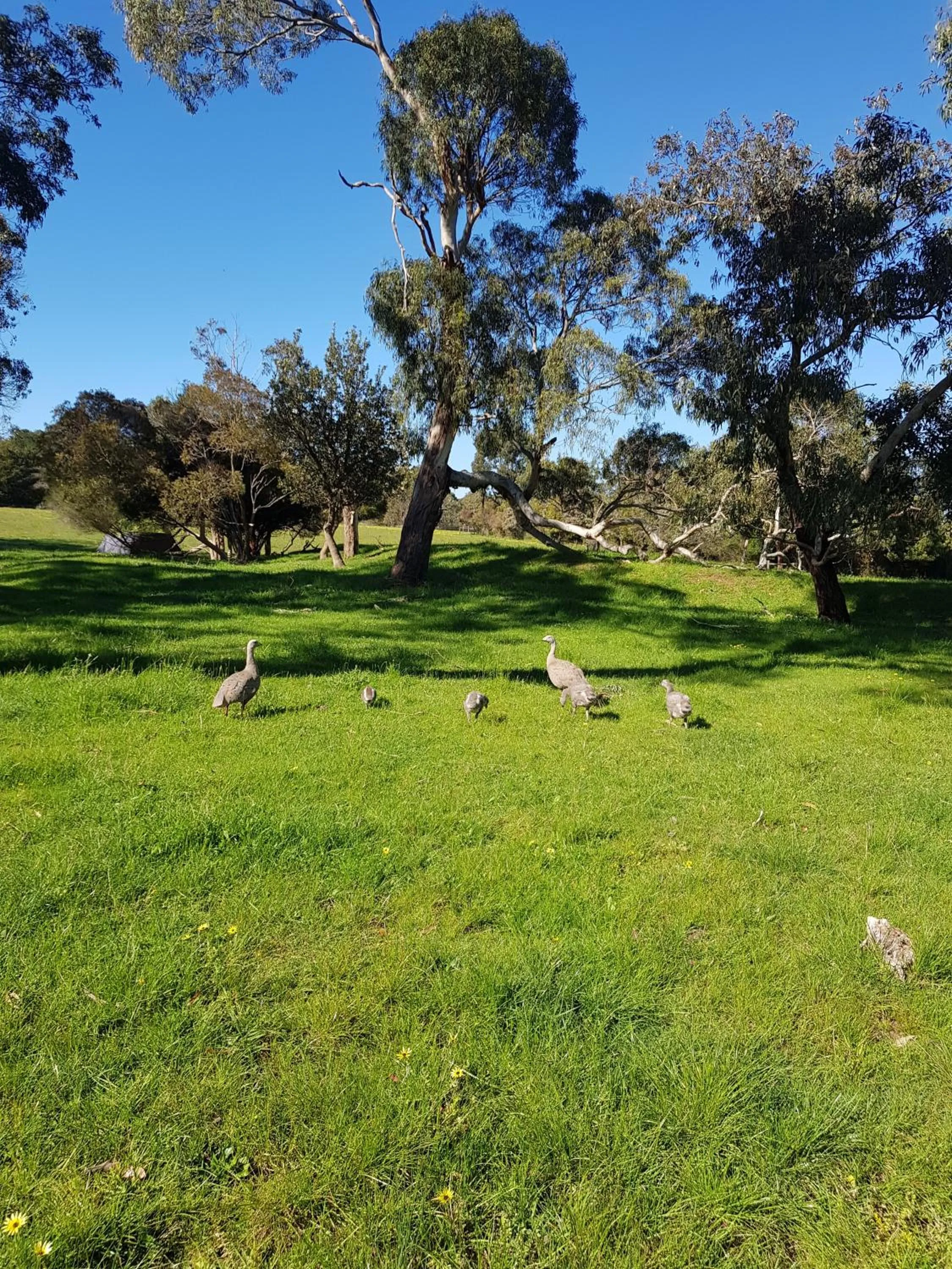 View (from property/room), Garden in Woodbyne Resort