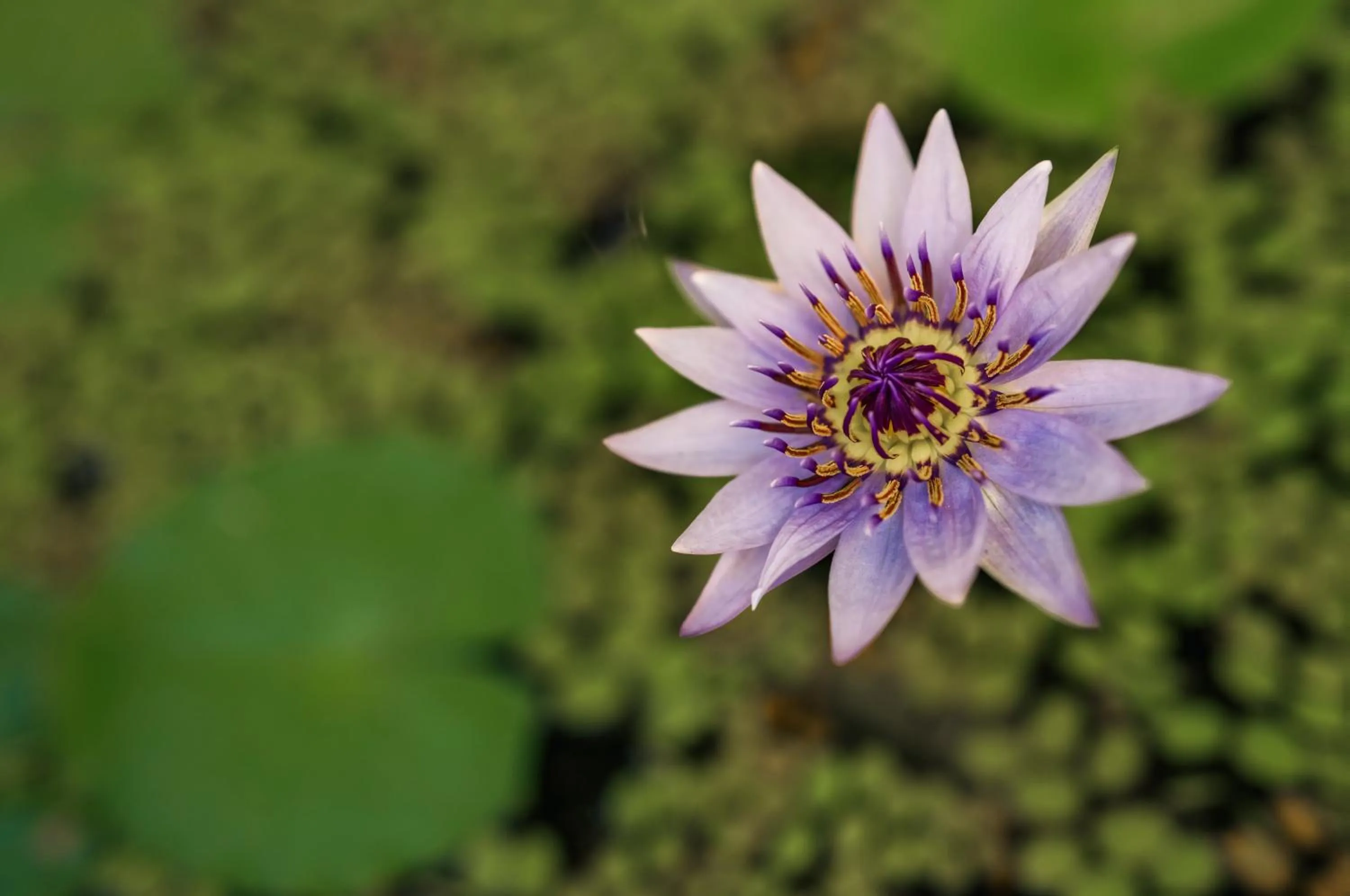 The Lookout Resort Noosa