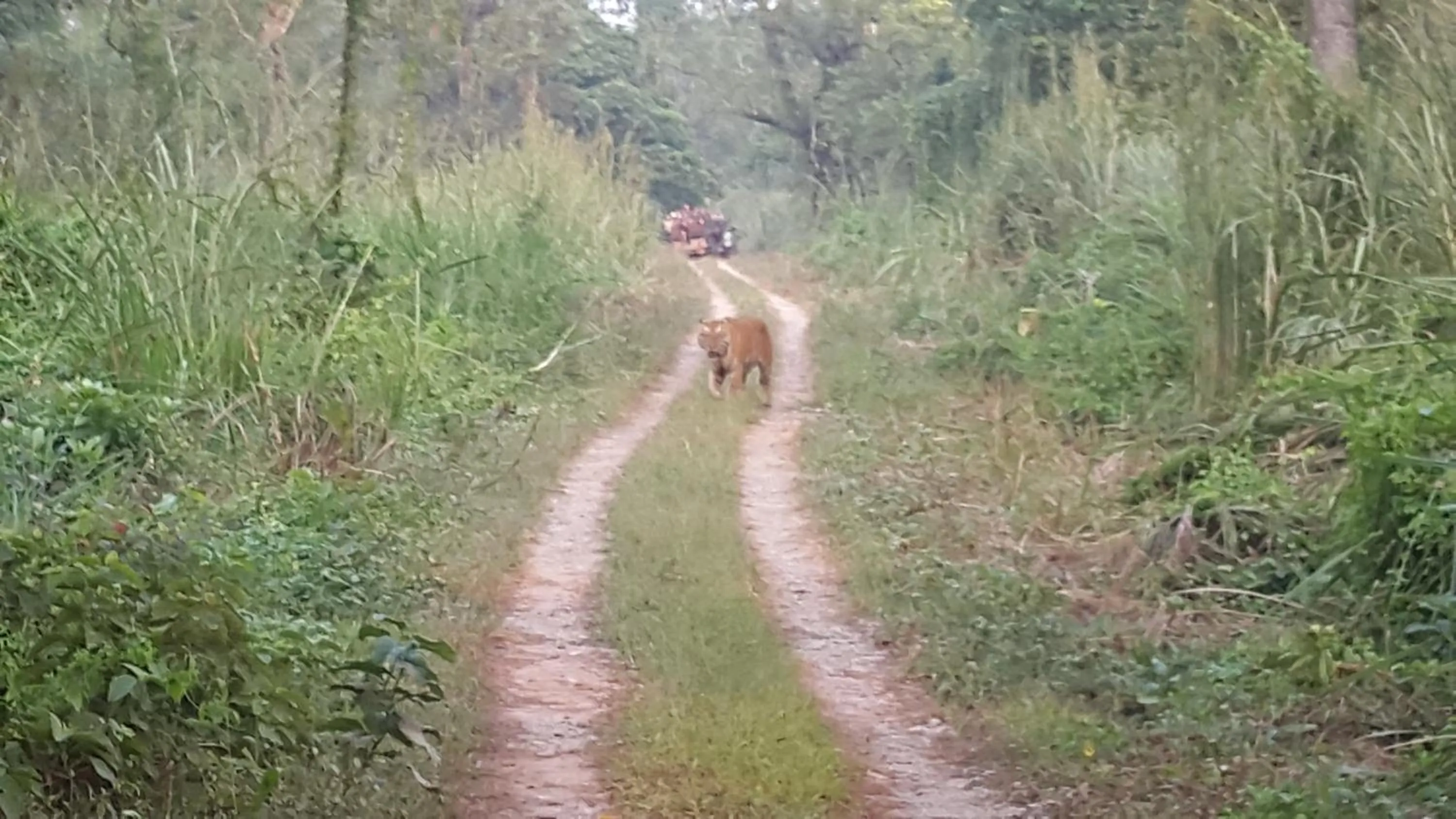 Jungle Wildlife Camp