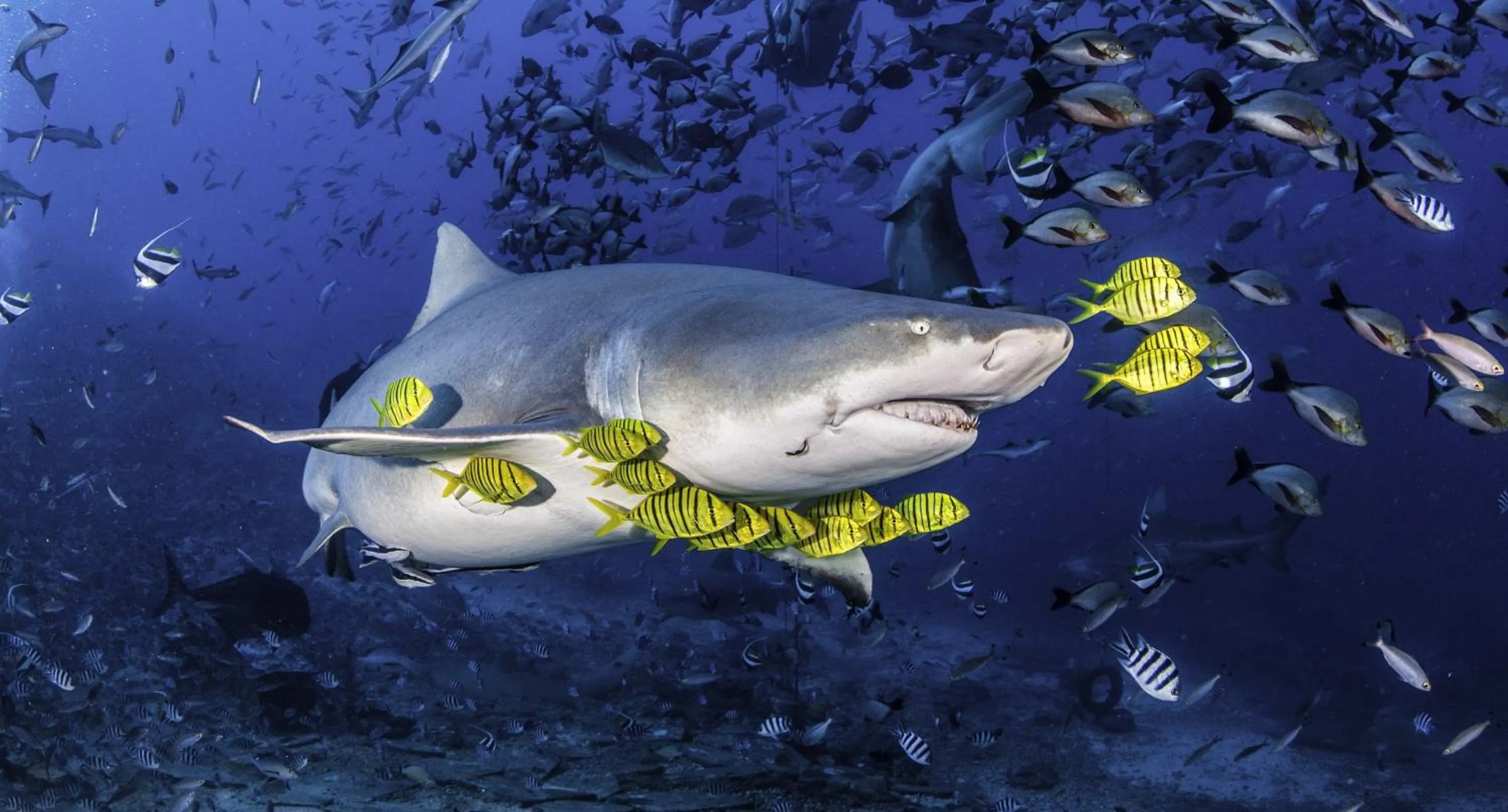 Activities in Waidroka Bay Resort