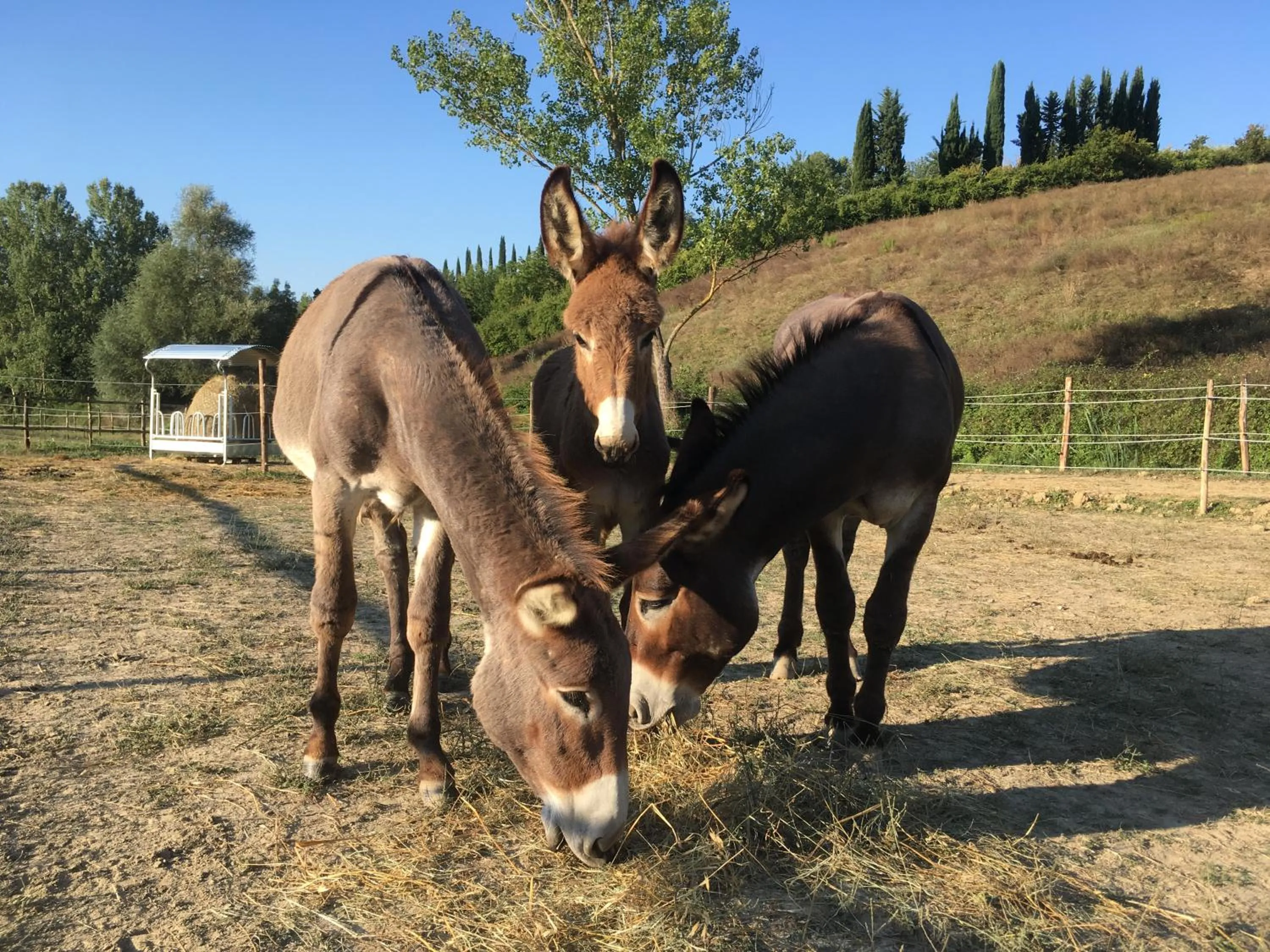 Animals in Mormoraia