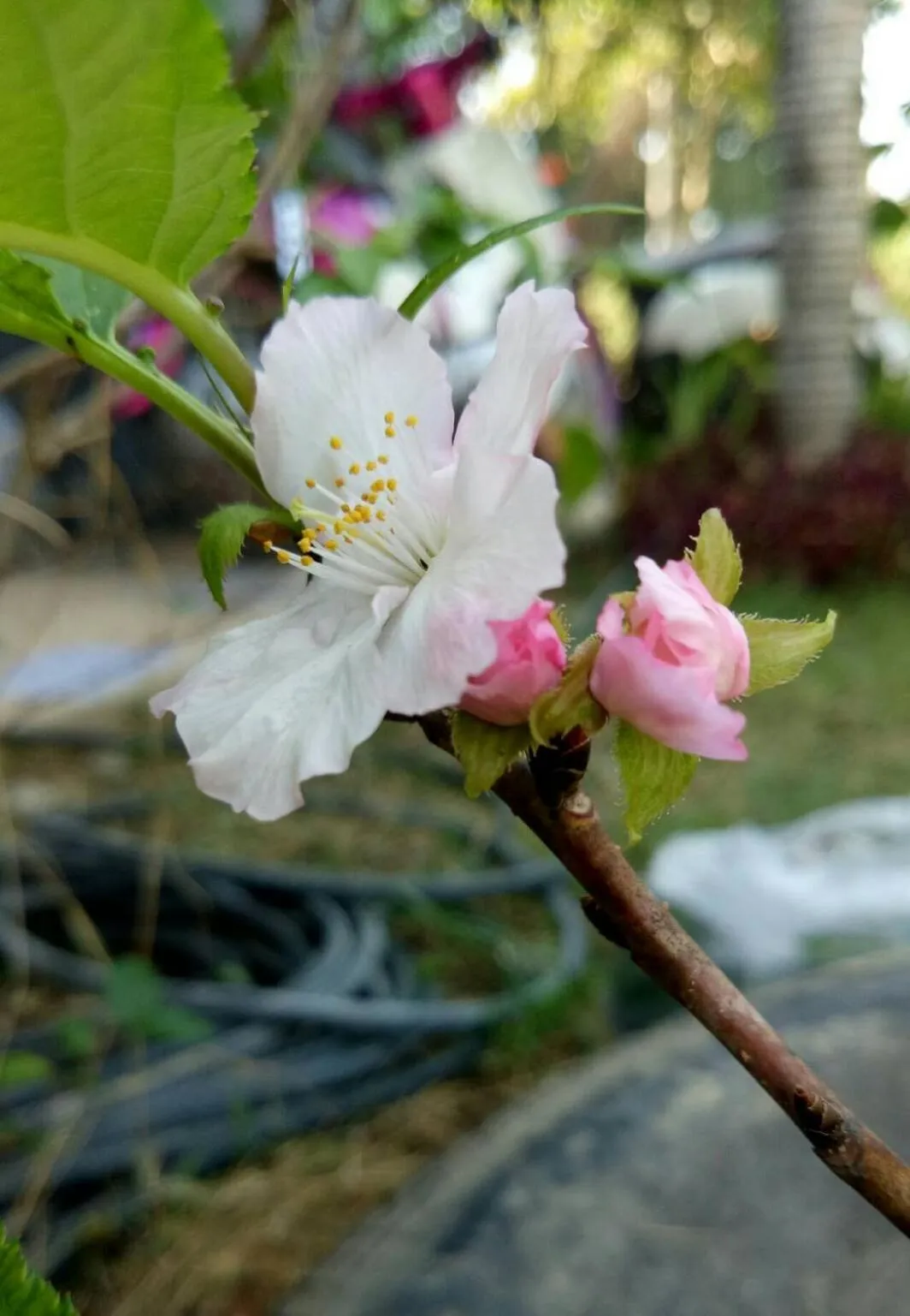 Garden view in BAAN9NAN Guest Home in Nan City