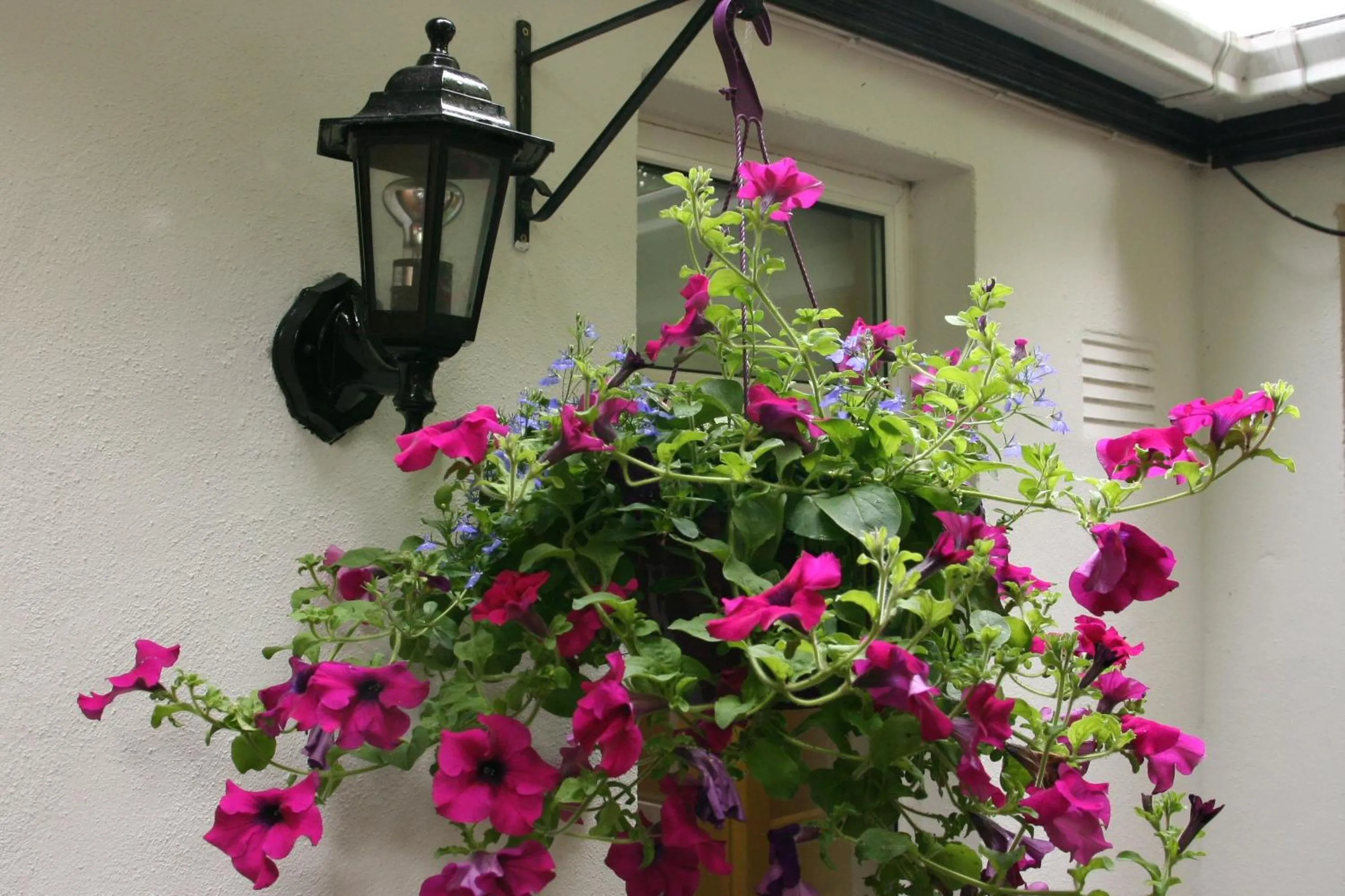 Garden in Donnybrook Hall