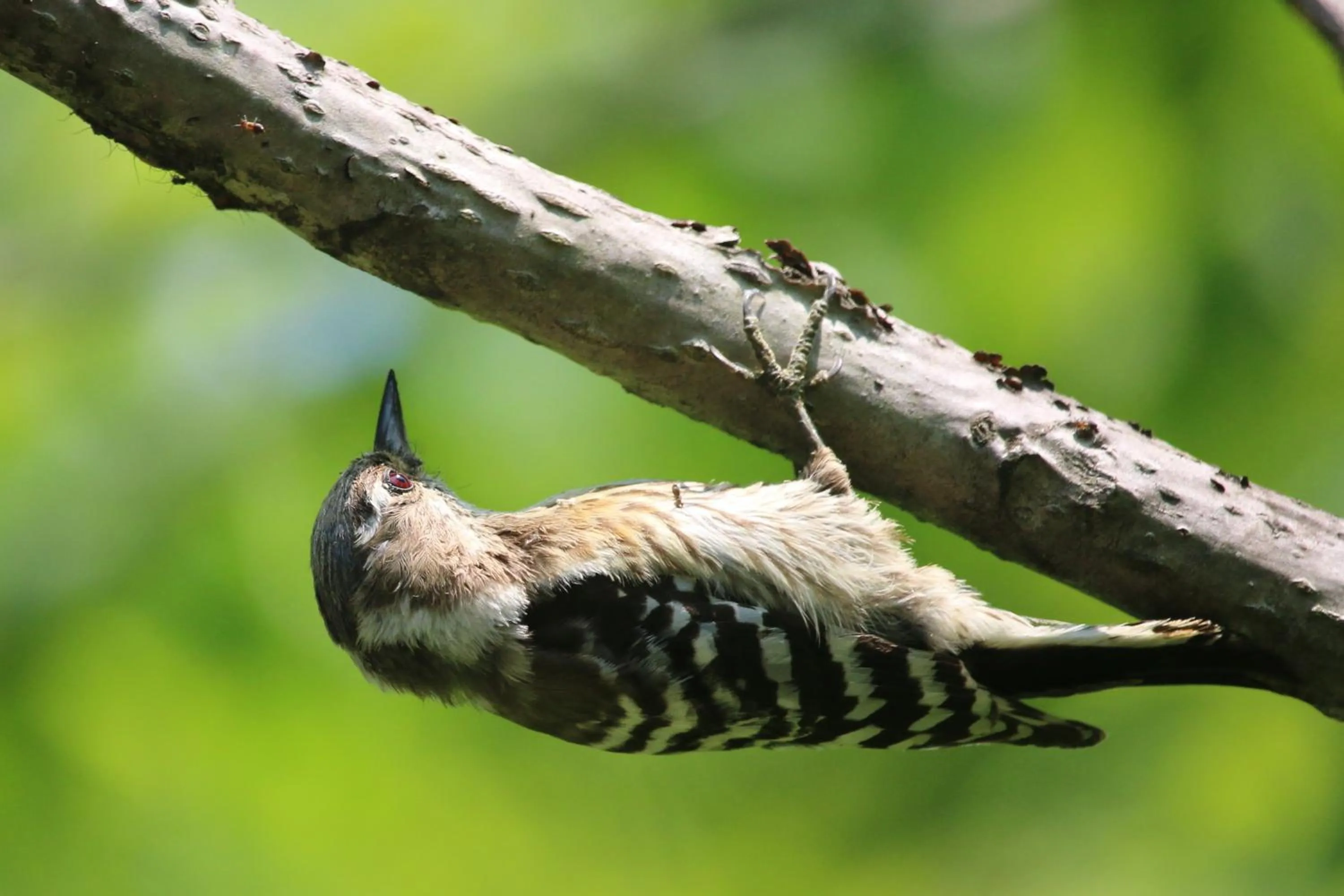 Animals in Kamikochi Hotel Shirakabaso