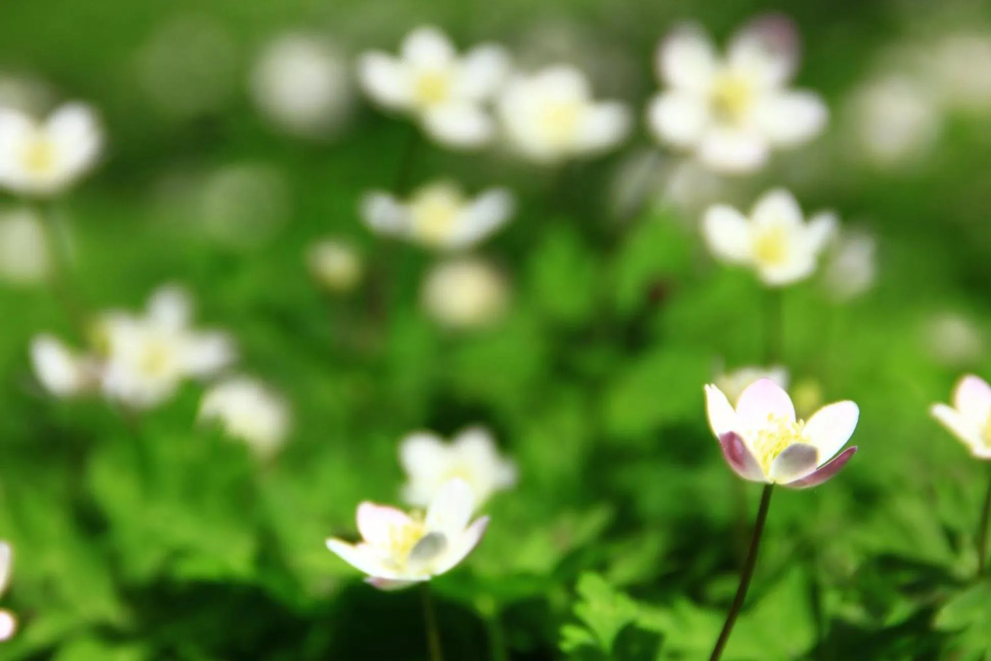 Natural landscape in Kamikochi Hotel Shirakabaso