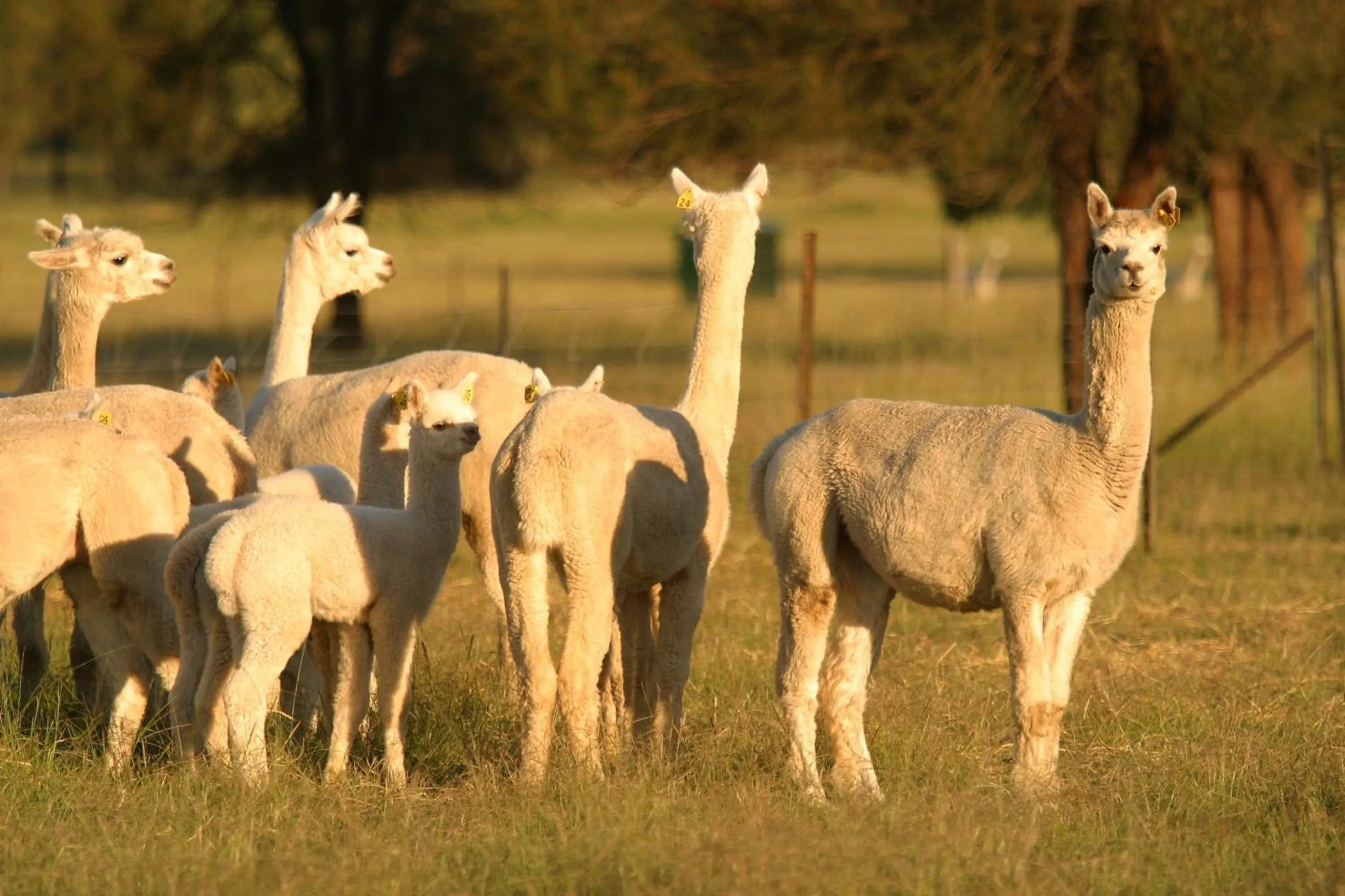 Animals in Starline Alpacas Farmstay Resort