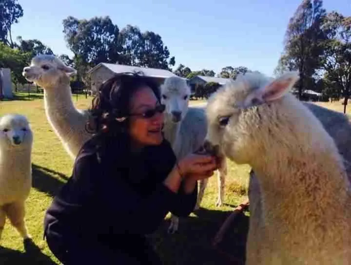 Starline Alpacas Farmstay Resort