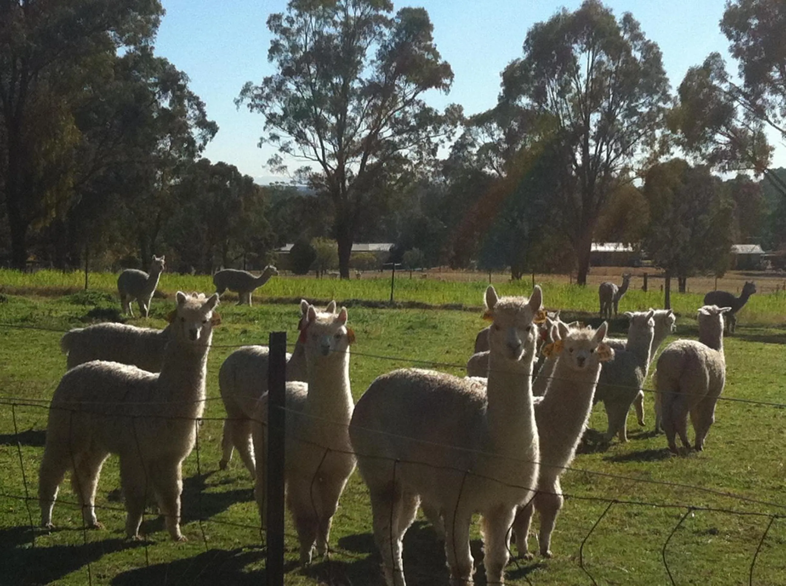 Day in Starline Alpacas Farmstay Resort