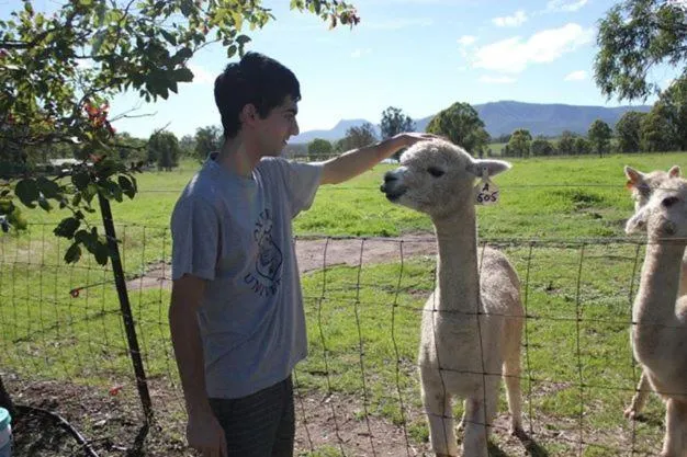 Animals in Starline Alpacas Farmstay Resort