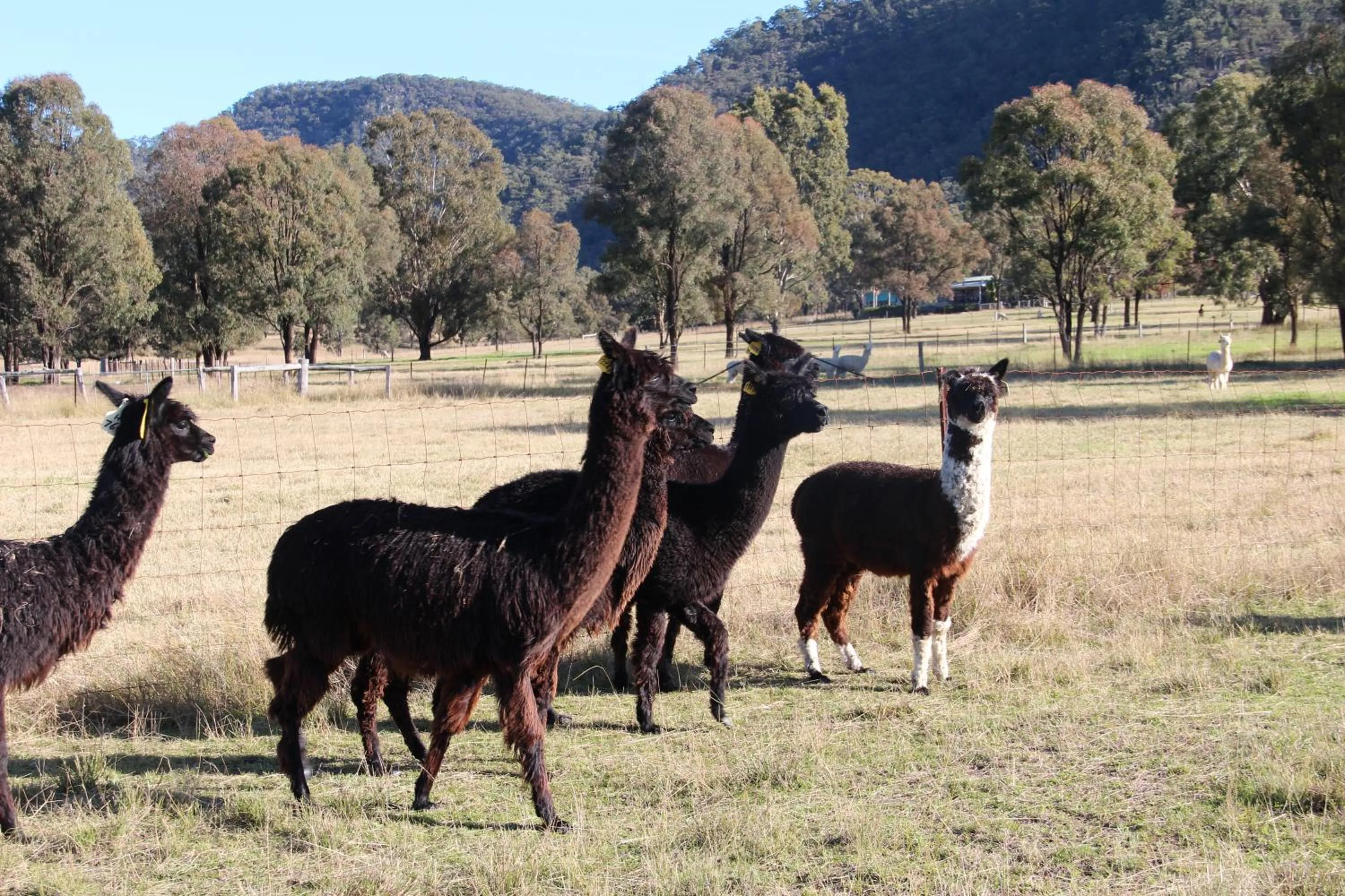 Day in Starline Alpacas Farmstay Resort