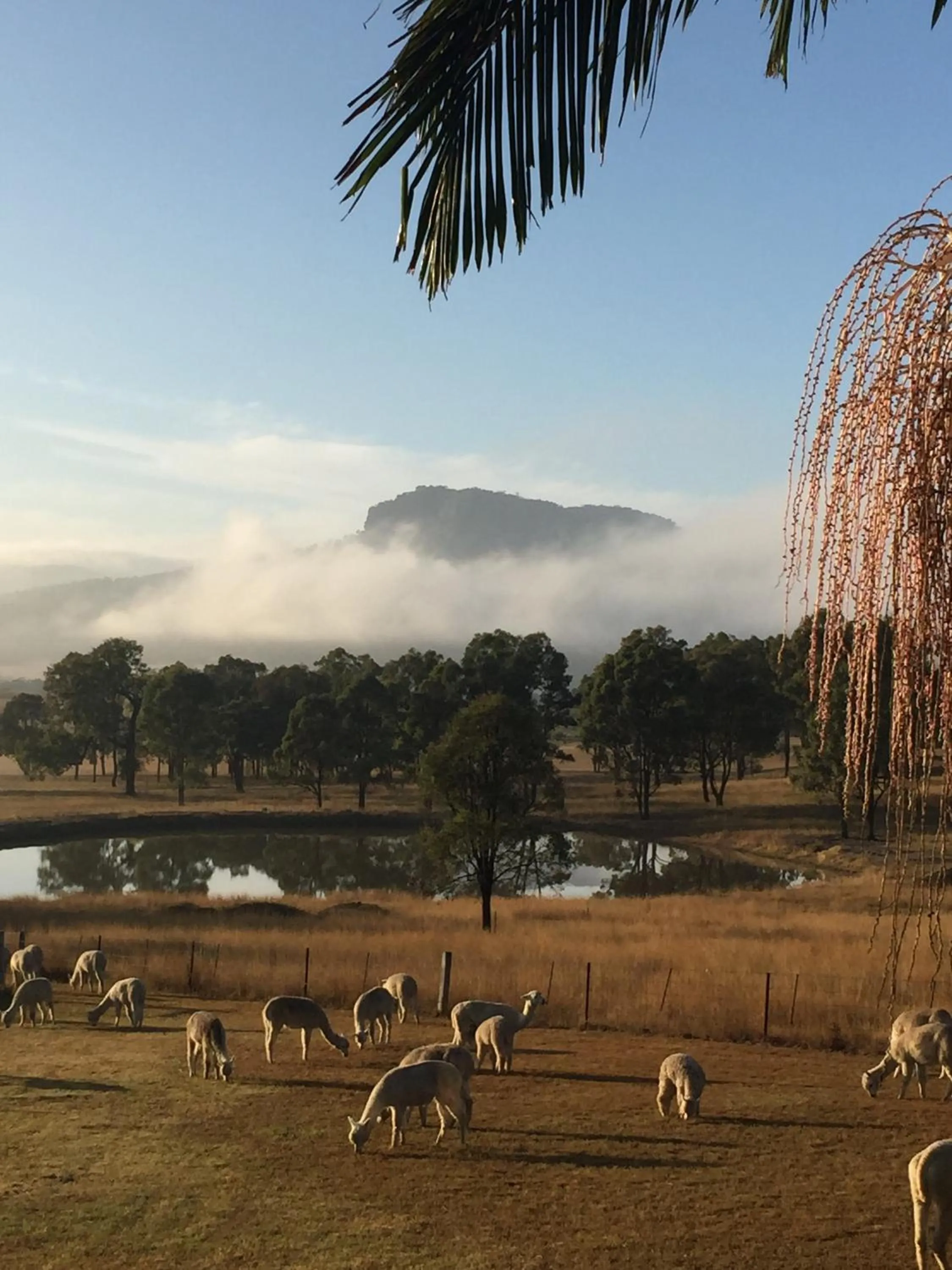 Animals in Starline Alpacas Farmstay Resort