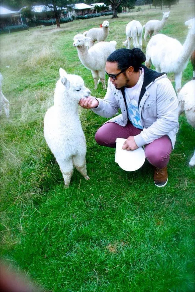 Animals in Starline Alpacas Farmstay Resort