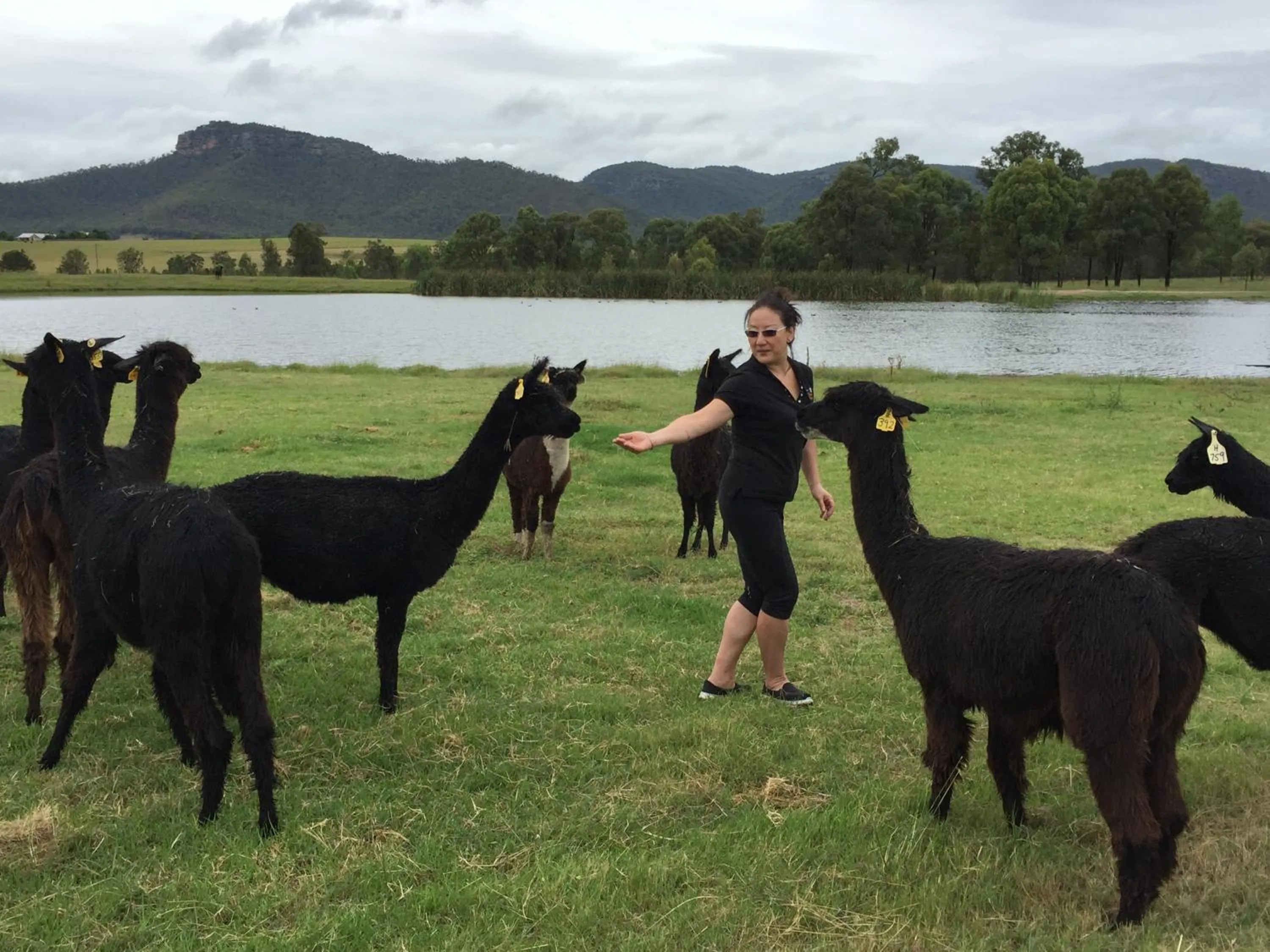 Day in Starline Alpacas Farmstay Resort