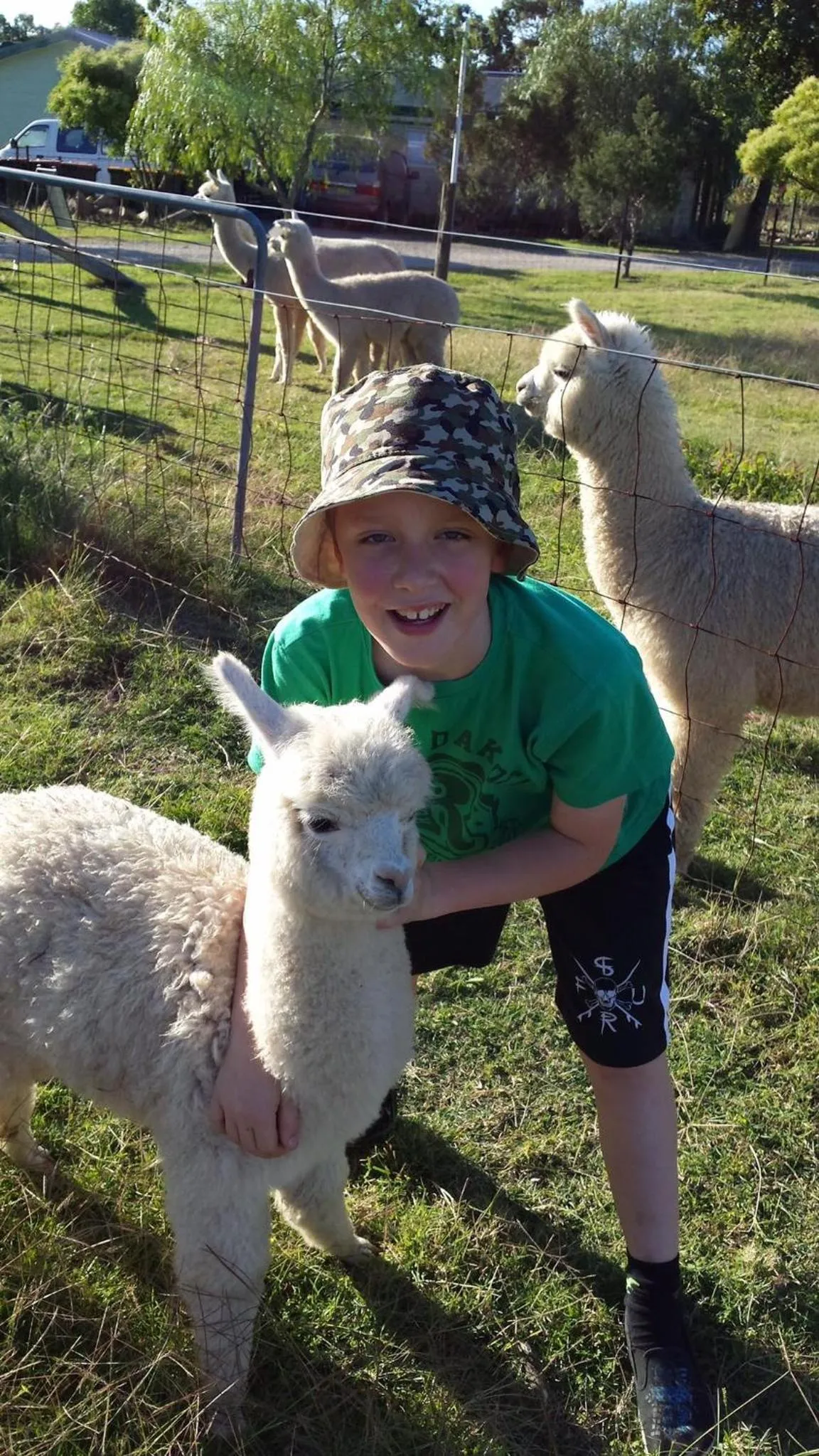 Starline Alpacas Farmstay Resort